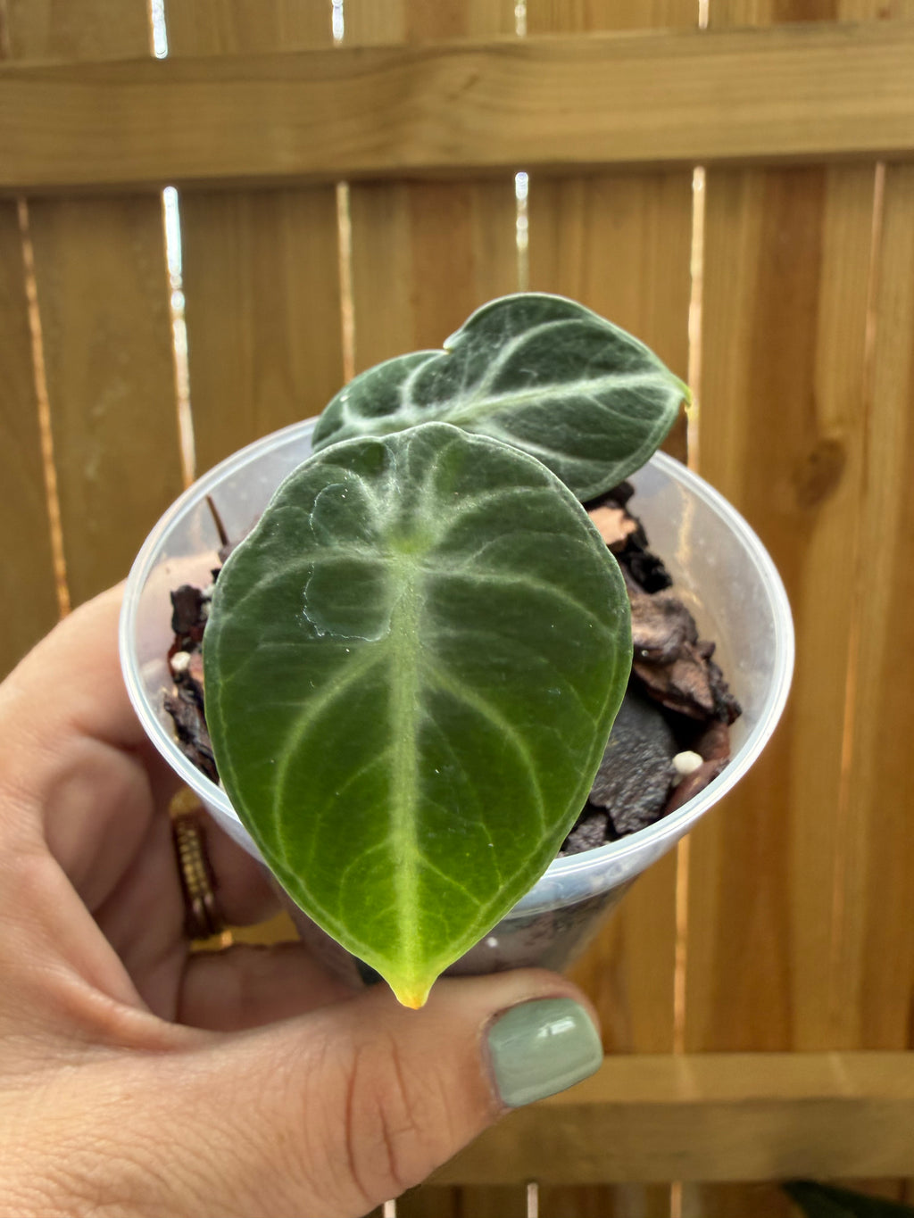 Alocasia ‘Ninja’ | 3" Pot