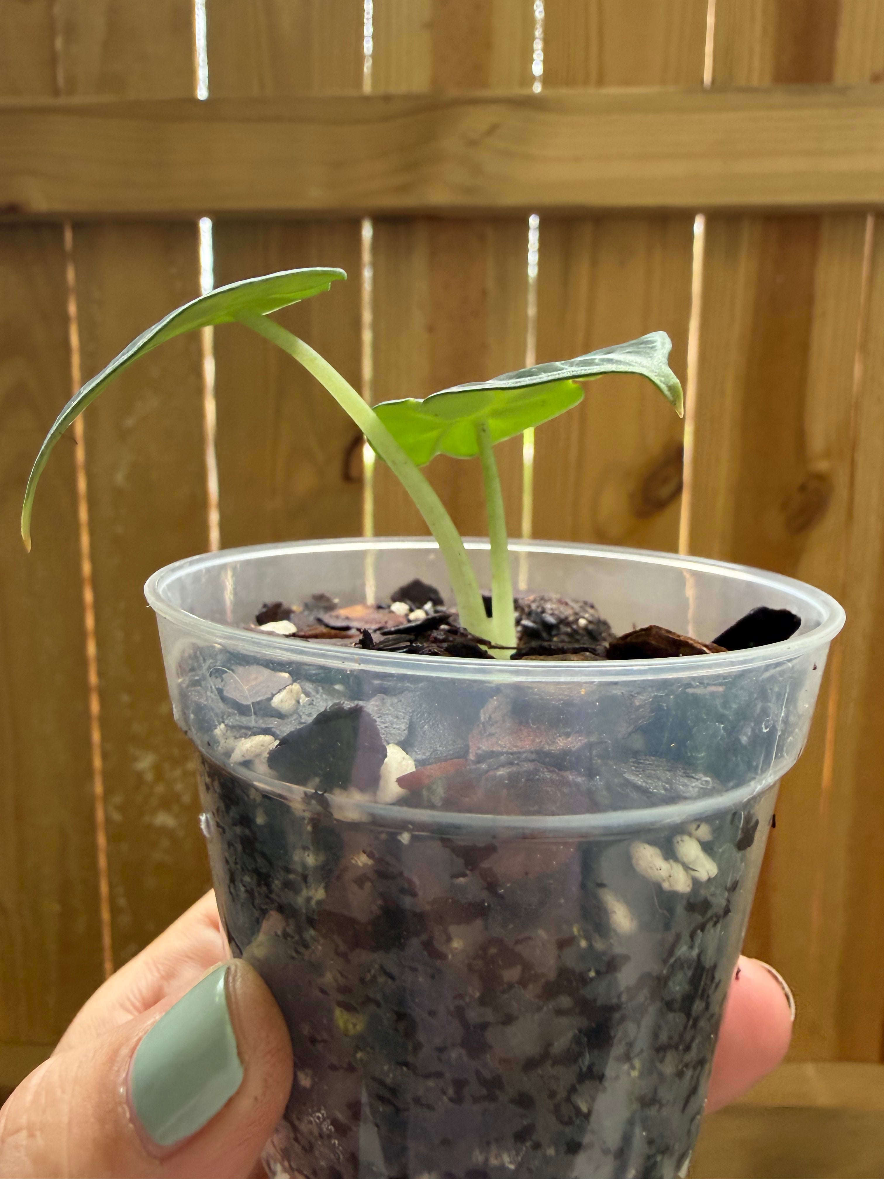 Alocasia ‘Ninja’ | 3" Pot