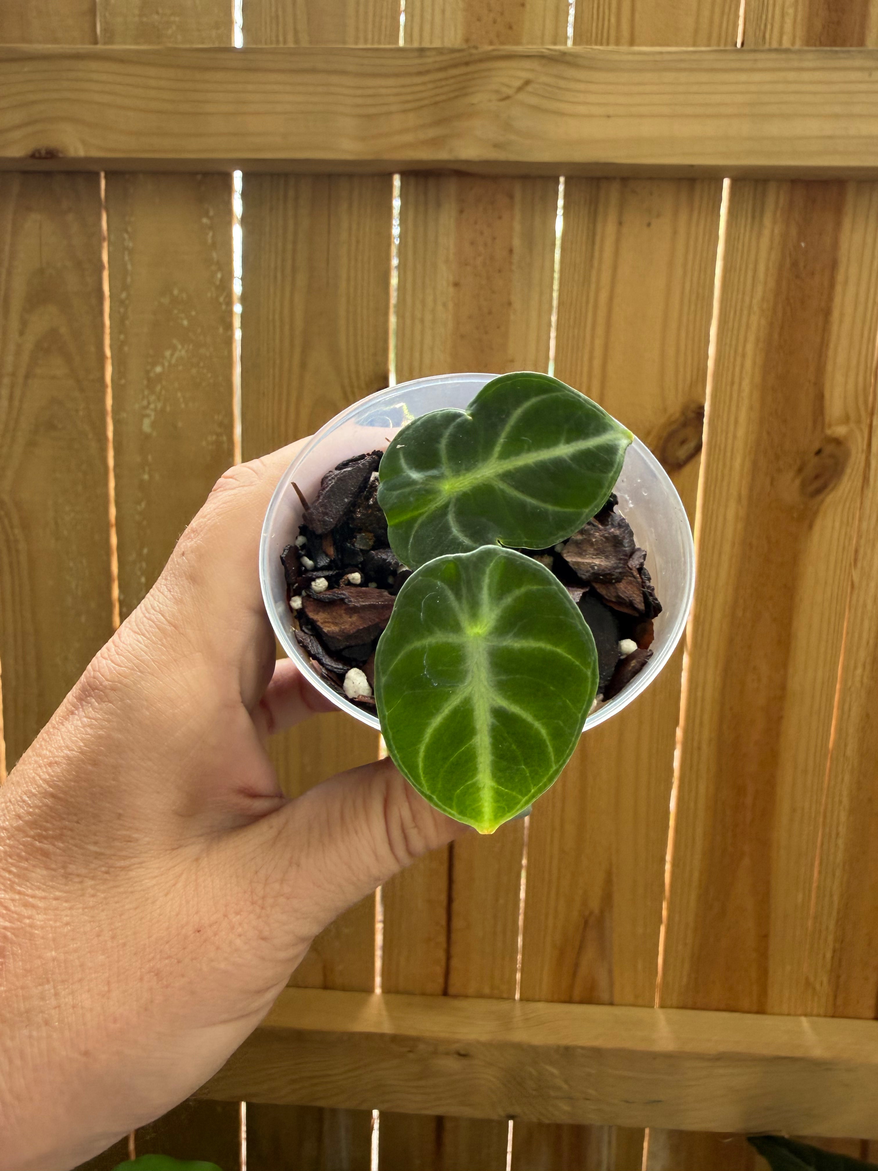 Alocasia ‘Ninja’ | 3" Pot
