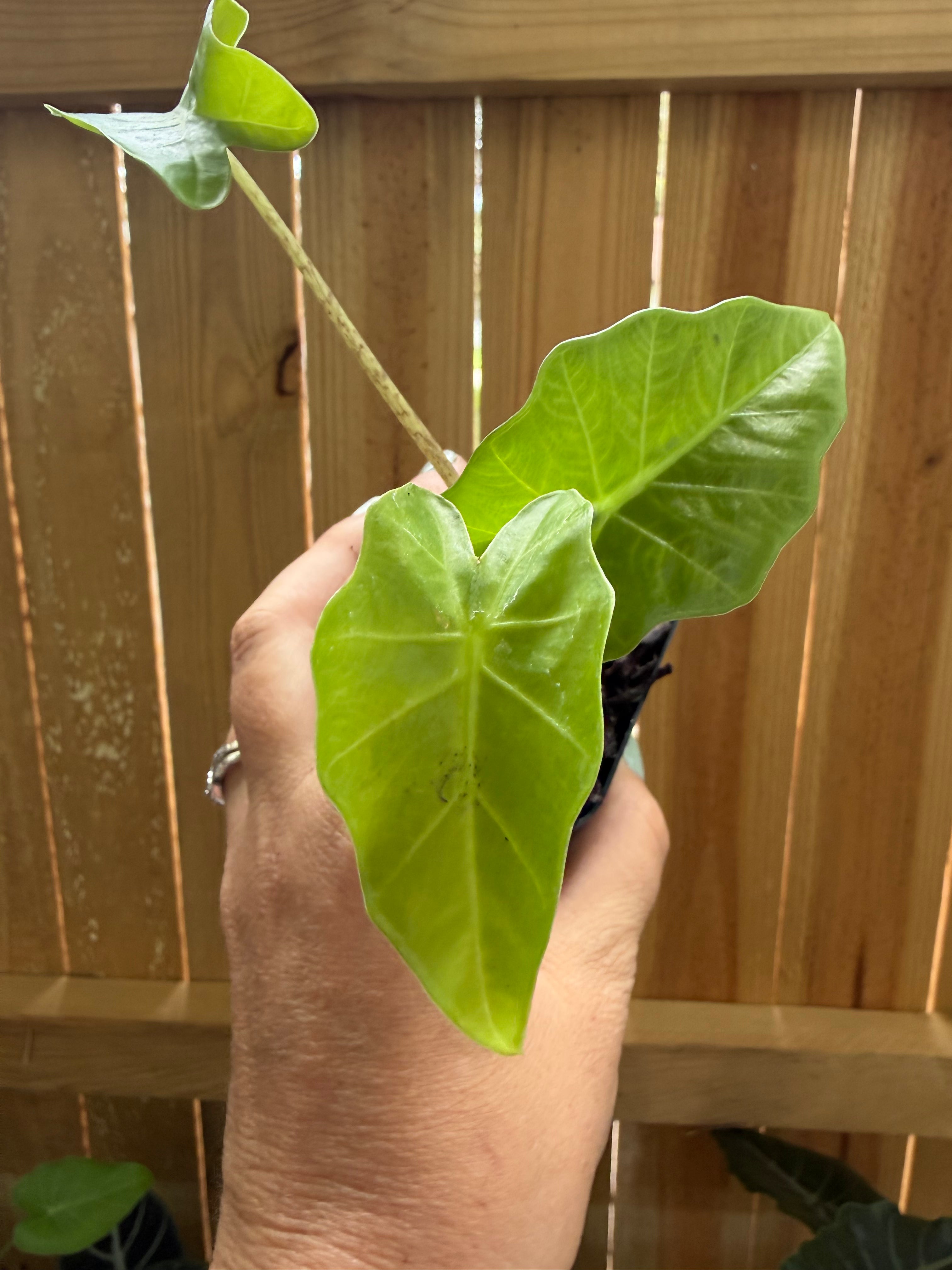 Alocasia ‘Low Rider’ | 3" Pot