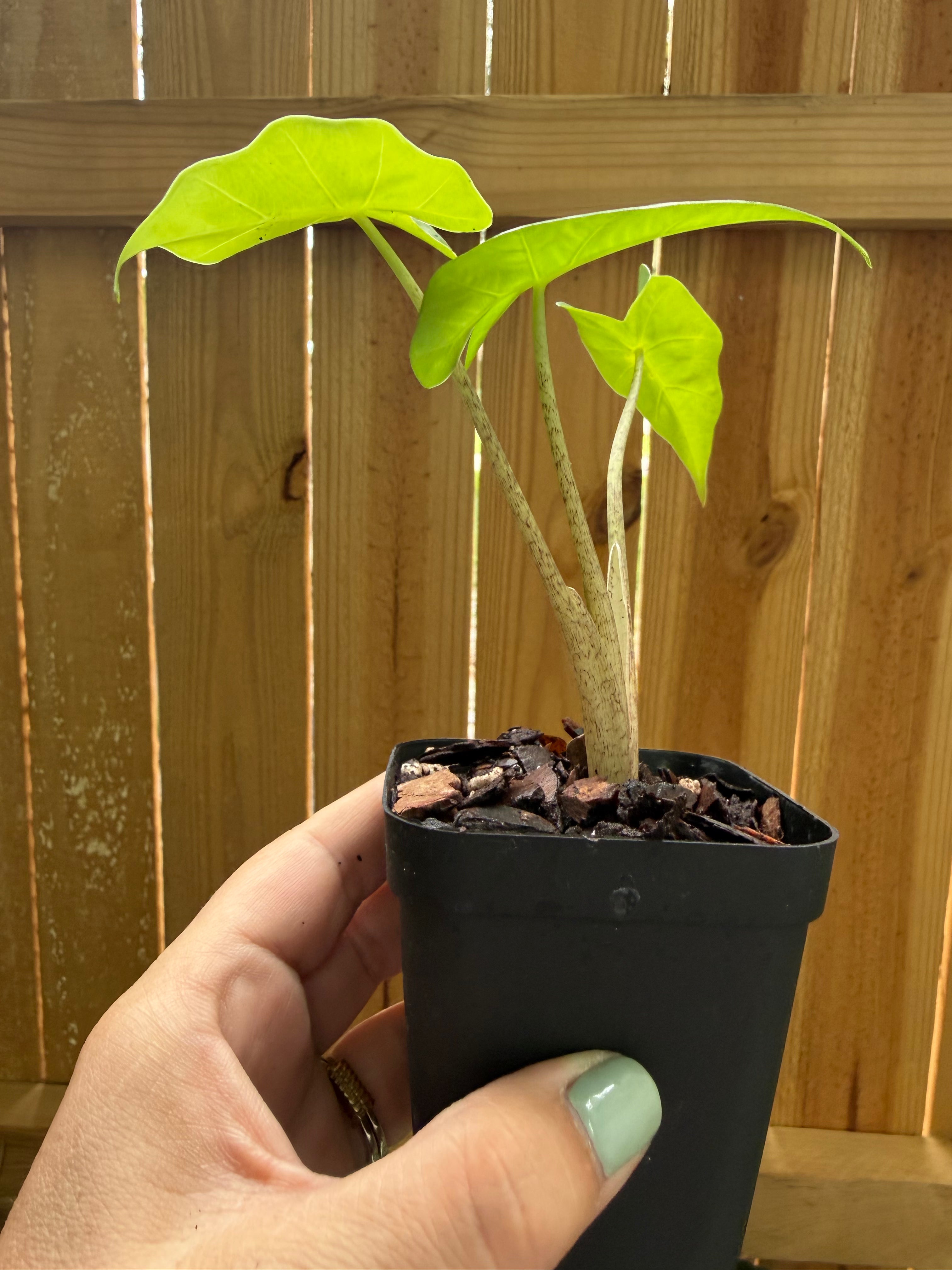 Alocasia ‘Low Rider’ | 3" Pot