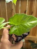 Alocasia ‘Low Rider’ | 3" Pot