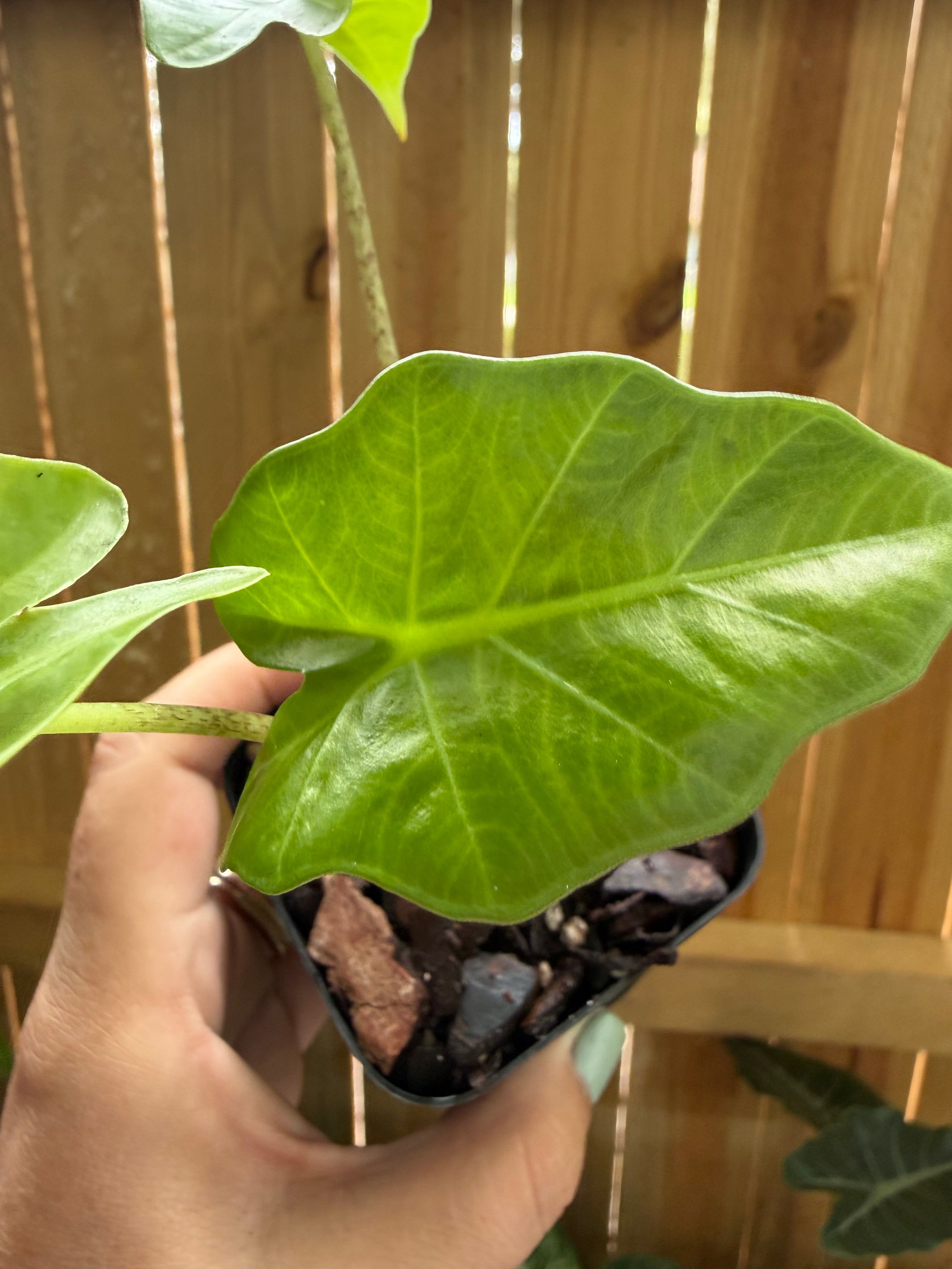 Alocasia ‘Low Rider’ | 3" Pot