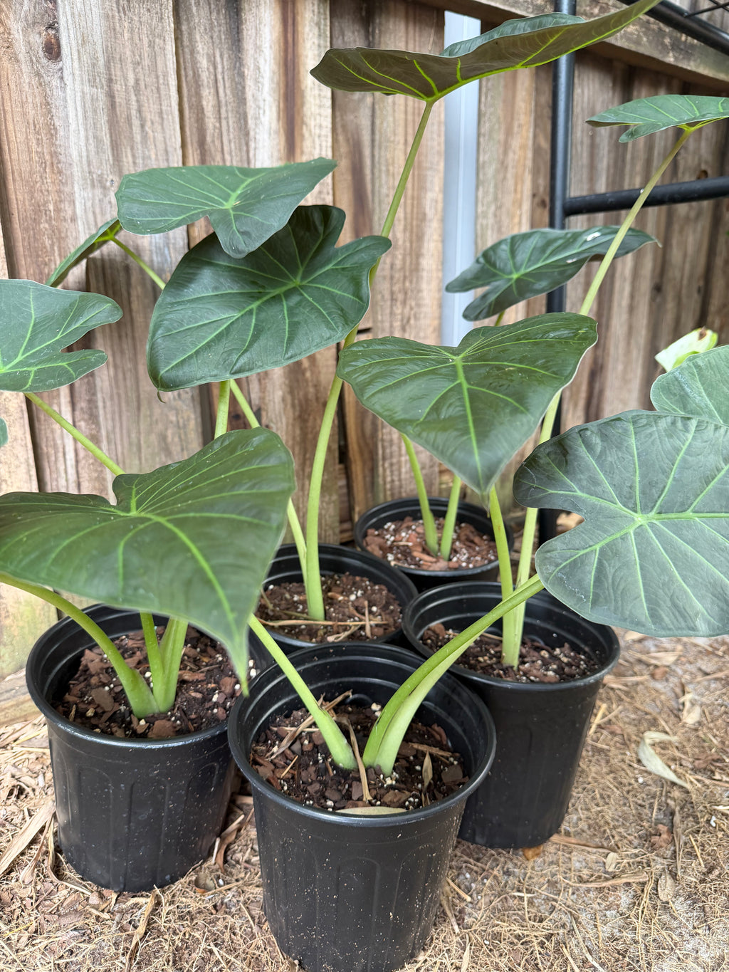 Alocasia ‘Regal Shields’ | 1 Gallon
