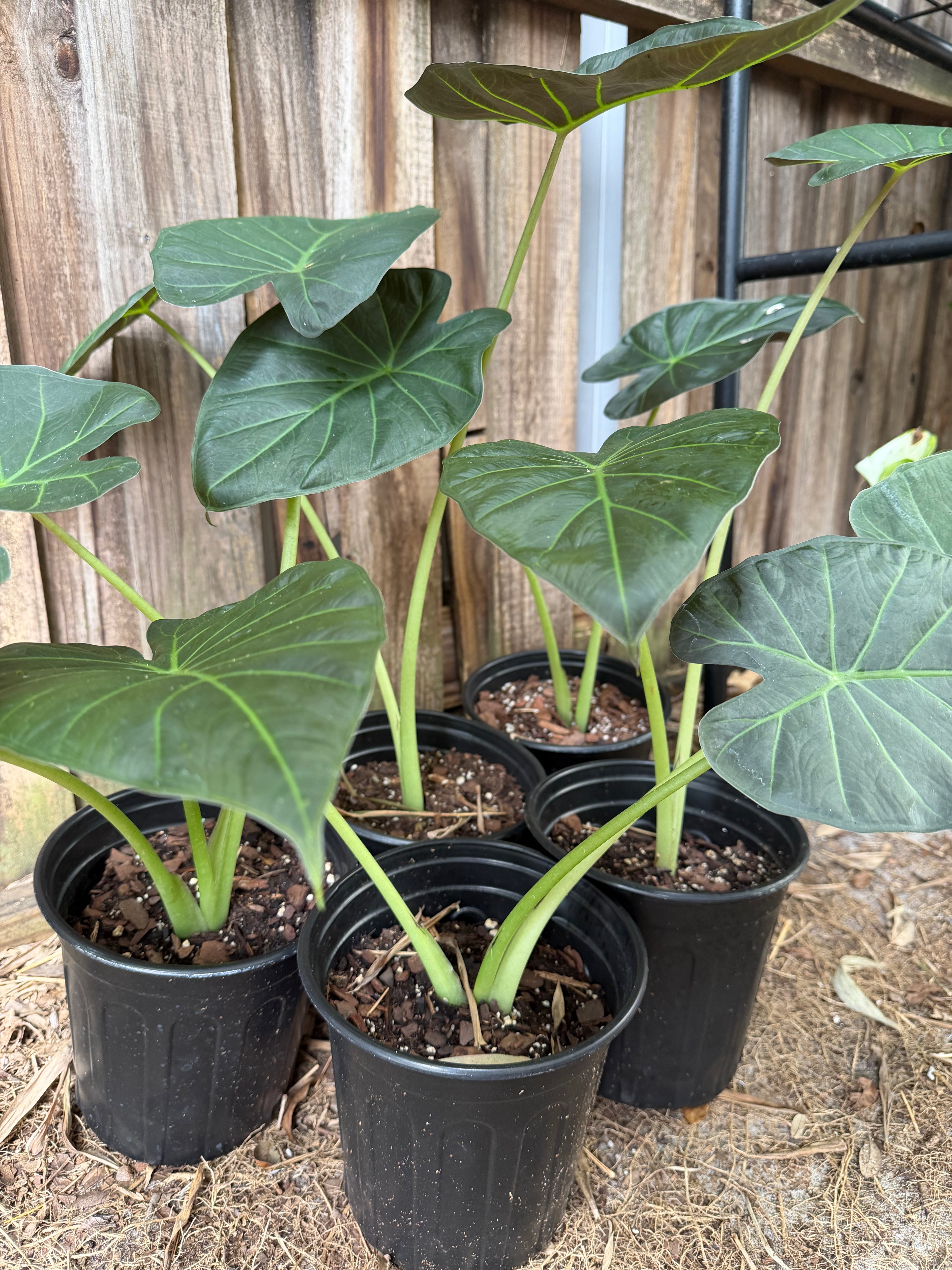 Alocasia ‘Regal Shields’ | 1 Gallon
