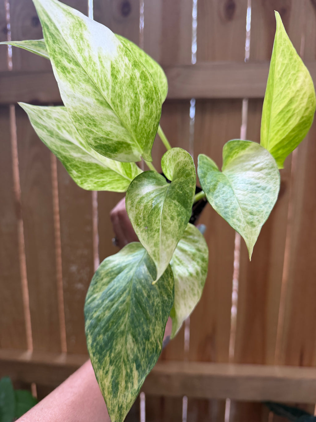 Epipremnum ‘Neon Queen’ | 3" Pot