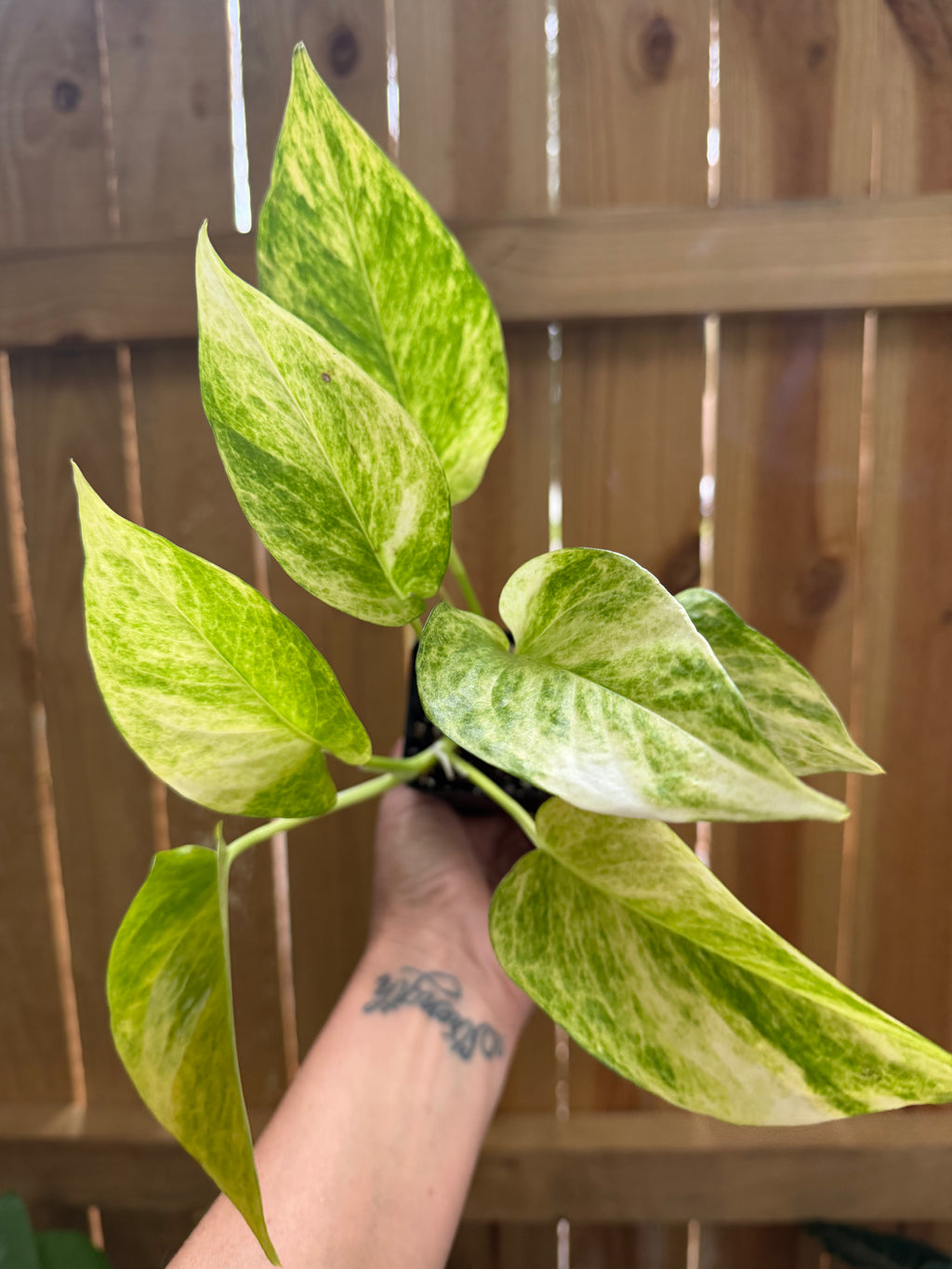 Epipremnum ‘Neon Queen’ | 3" Pot