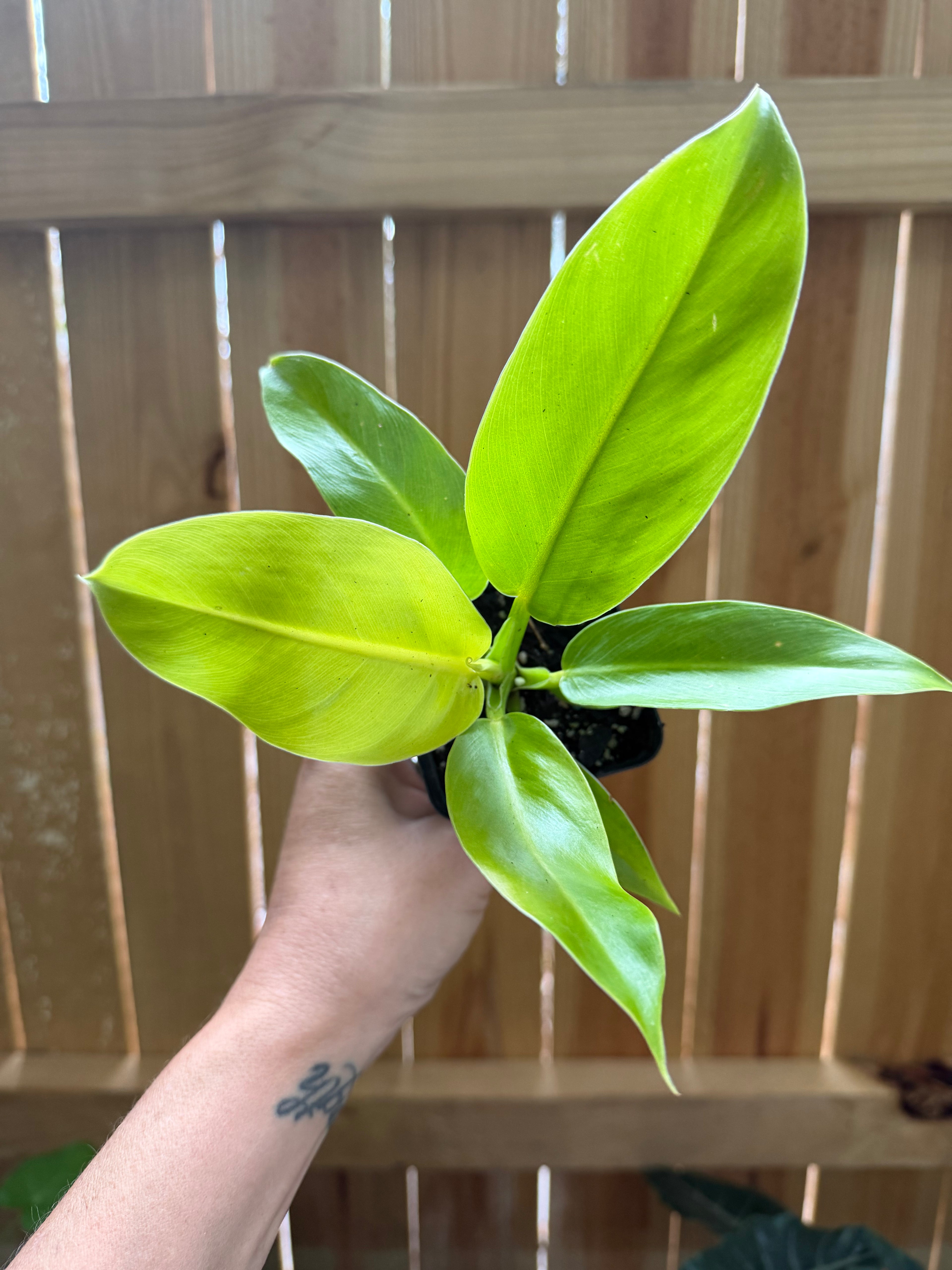 Philodendron ‘Moonlight’ | 3" Pot