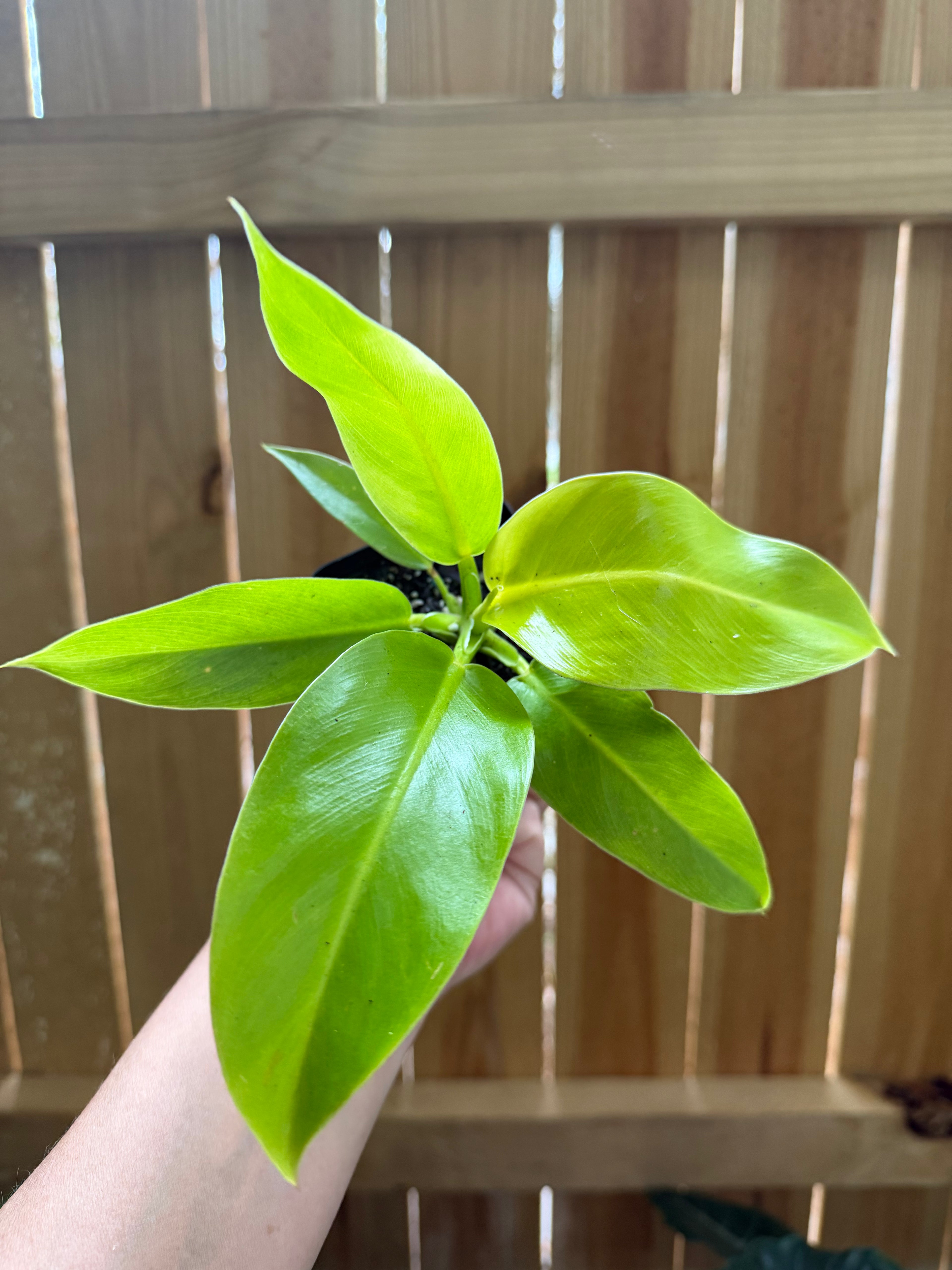 Philodendron ‘Moonlight’ | 3" Pot