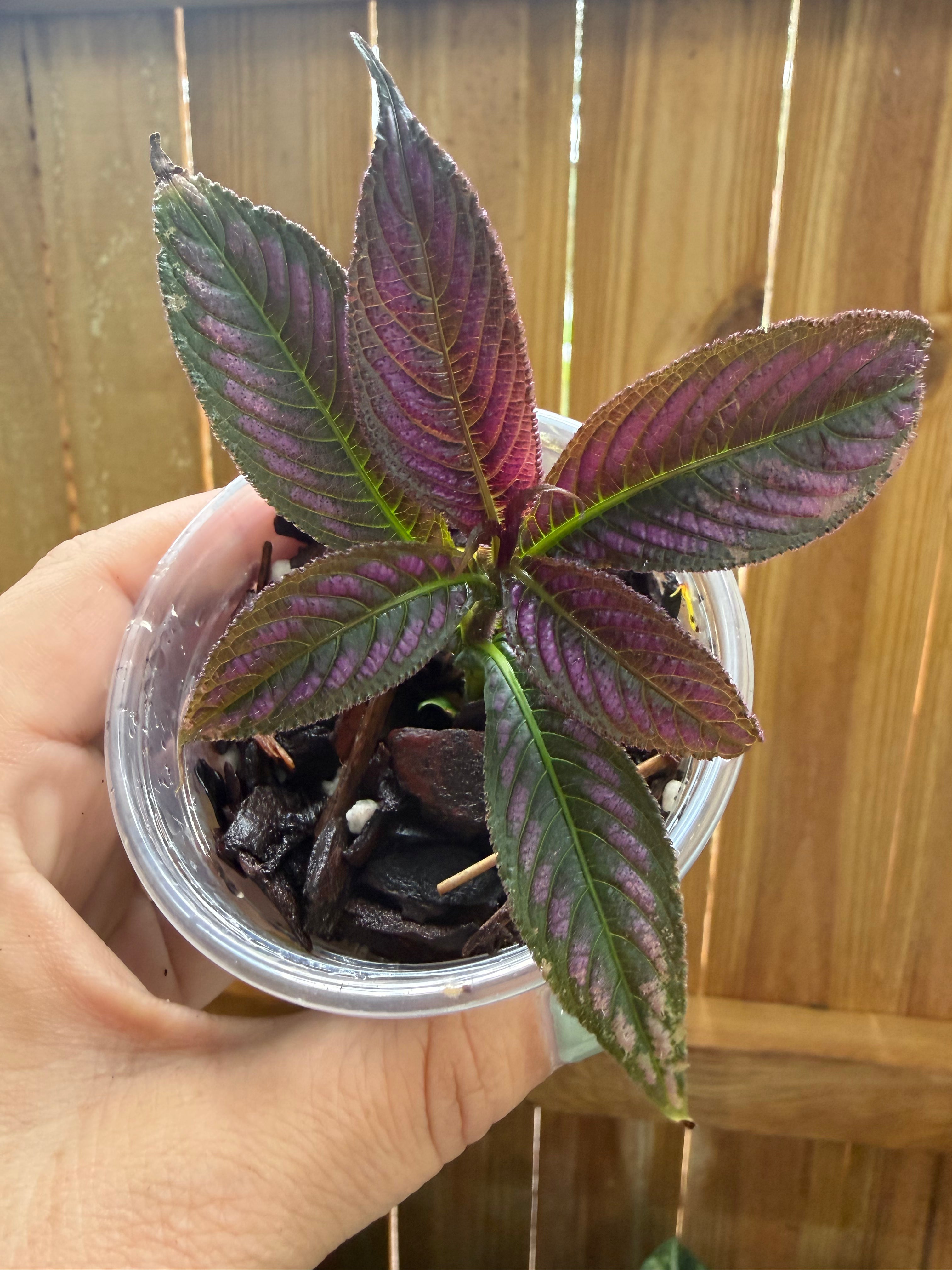 Persian Shield (Strobilanthes dyerianus) | 3" Pot