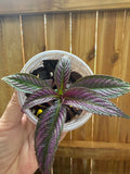 Persian Shield (Strobilanthes dyerianus) | 3" Pot