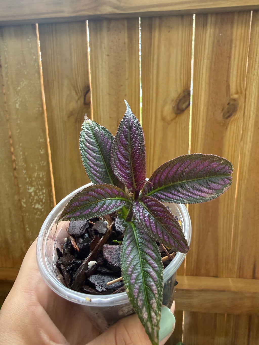 Persian Shield (Strobilanthes dyerianus) | 3" Pot