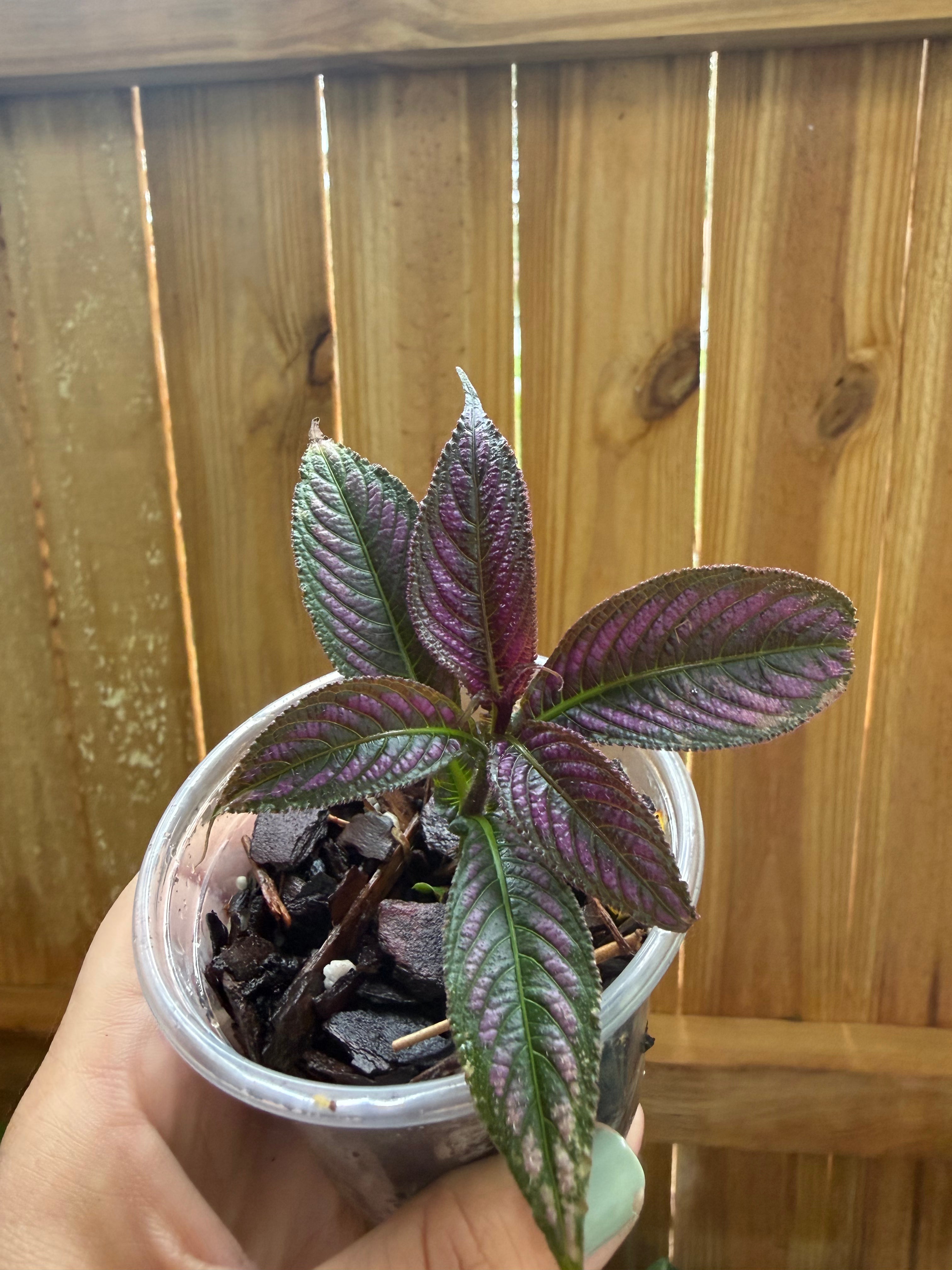 Persian Shield (Strobilanthes dyerianus) | 3" Pot