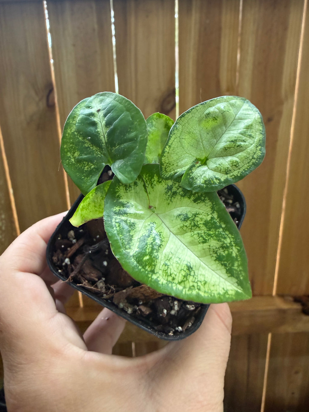 Syngonium podophyllum ‘Panda’ | 3" Pot