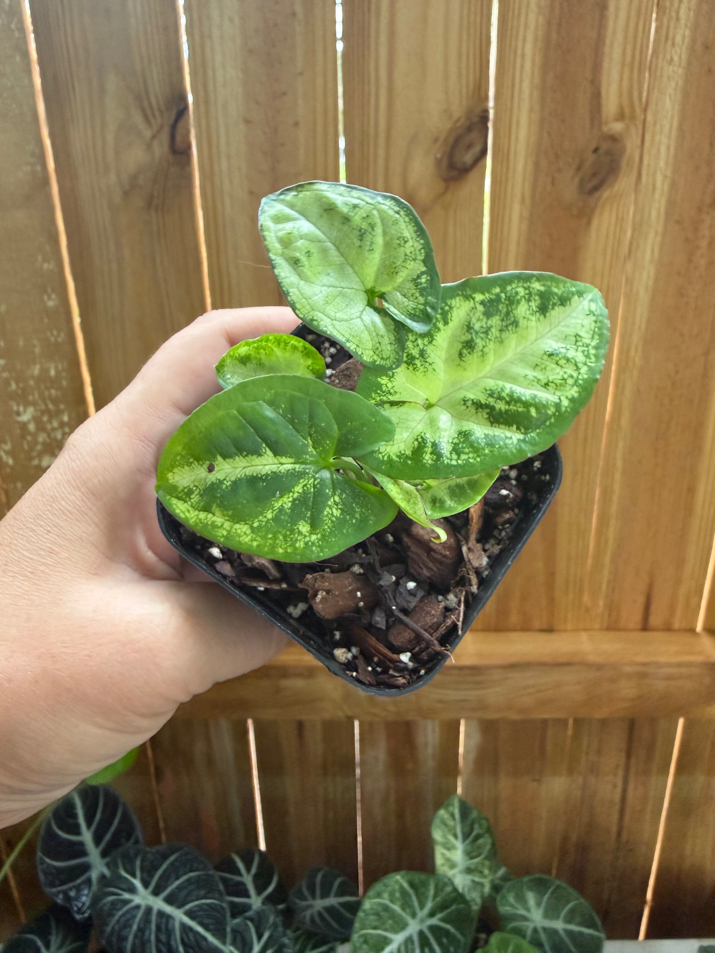 Syngonium podophyllum ‘Panda’ | 3" Pot