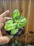 Syngonium podophyllum ‘Panda’ | 3" Pot
