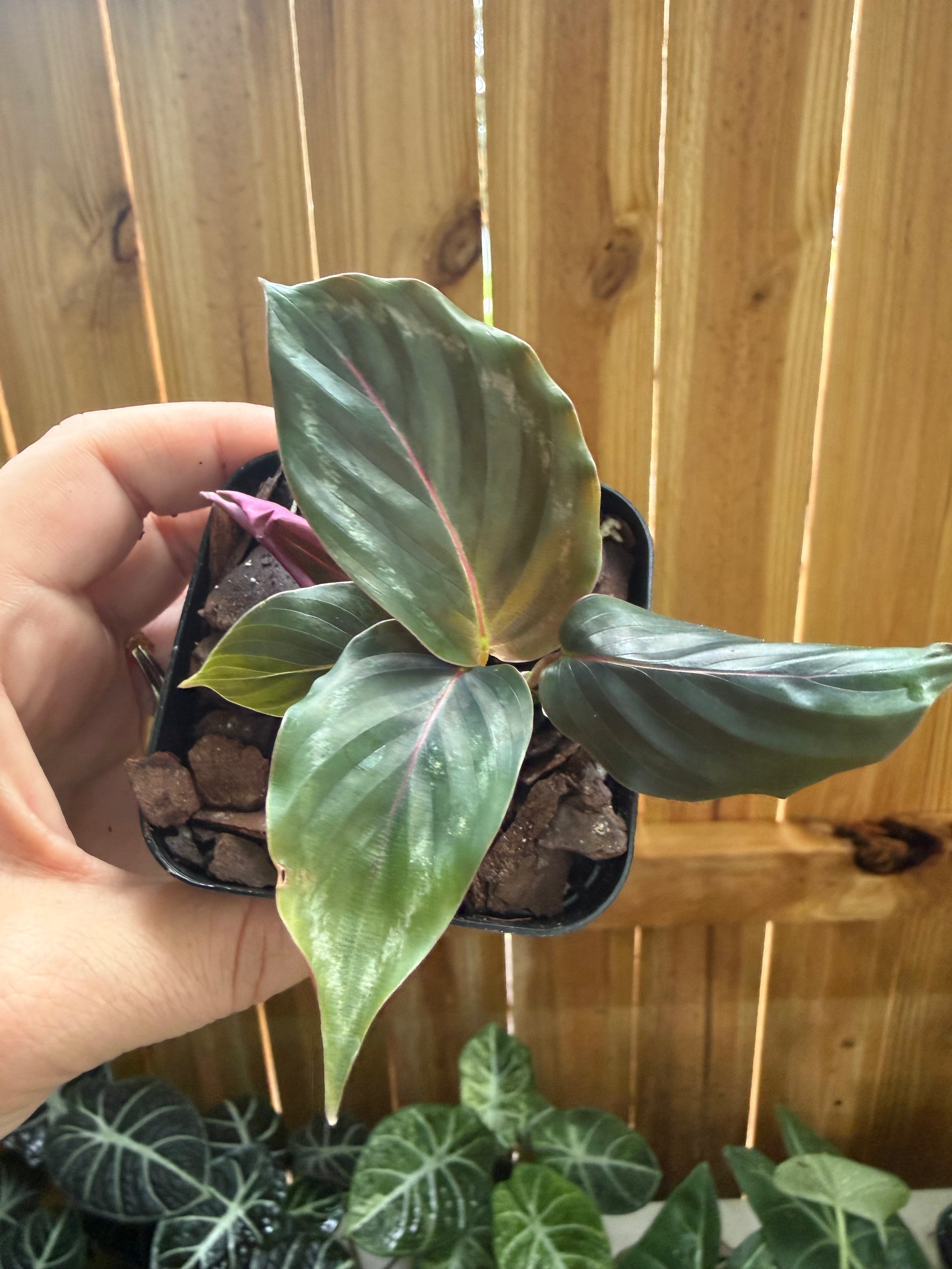 Calathea roseopicta ‘Medallion’ | 3" Pot