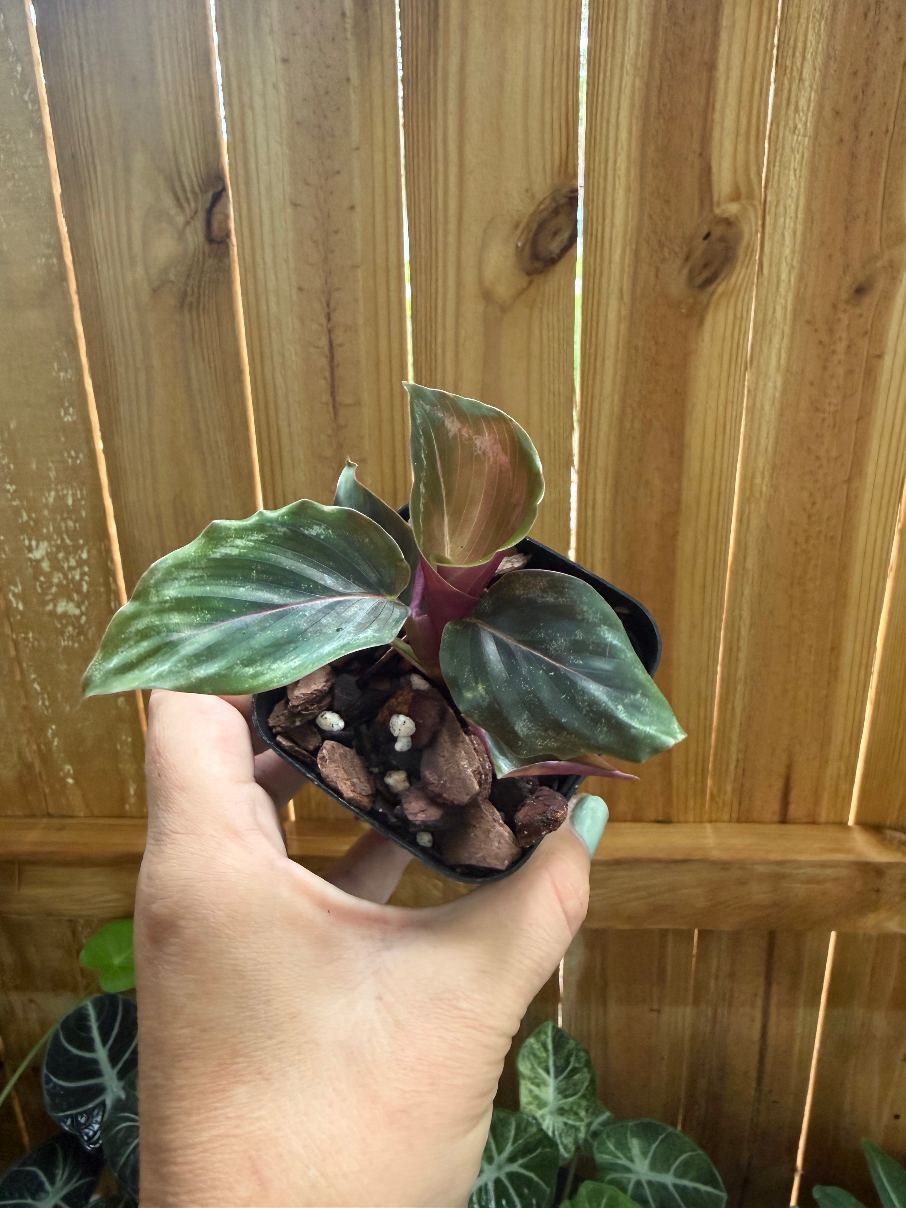Calathea roseopicta ‘Medallion’ | 3" Pot