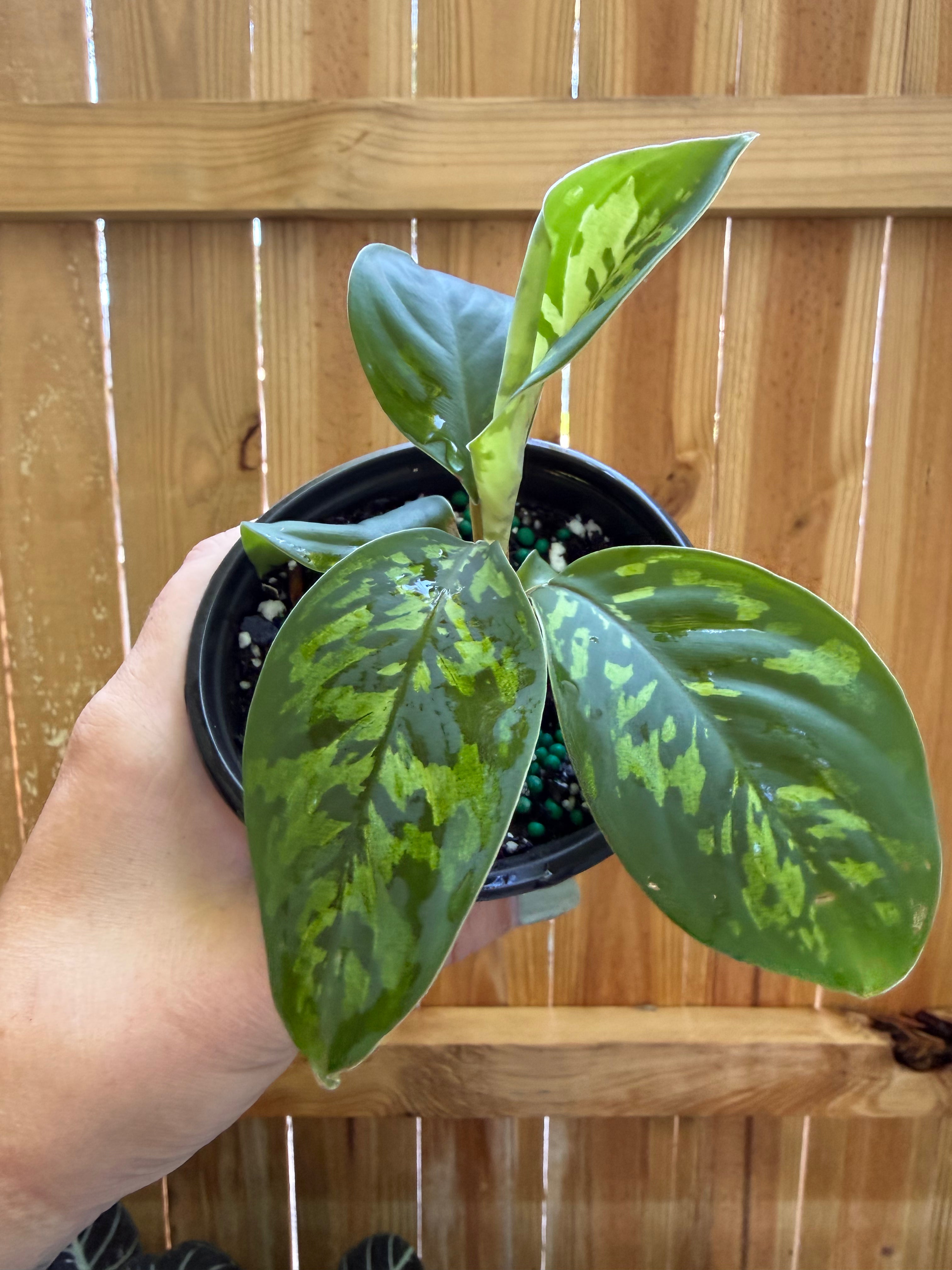 Homalomena ‘Camouflage’ | 4" Pot