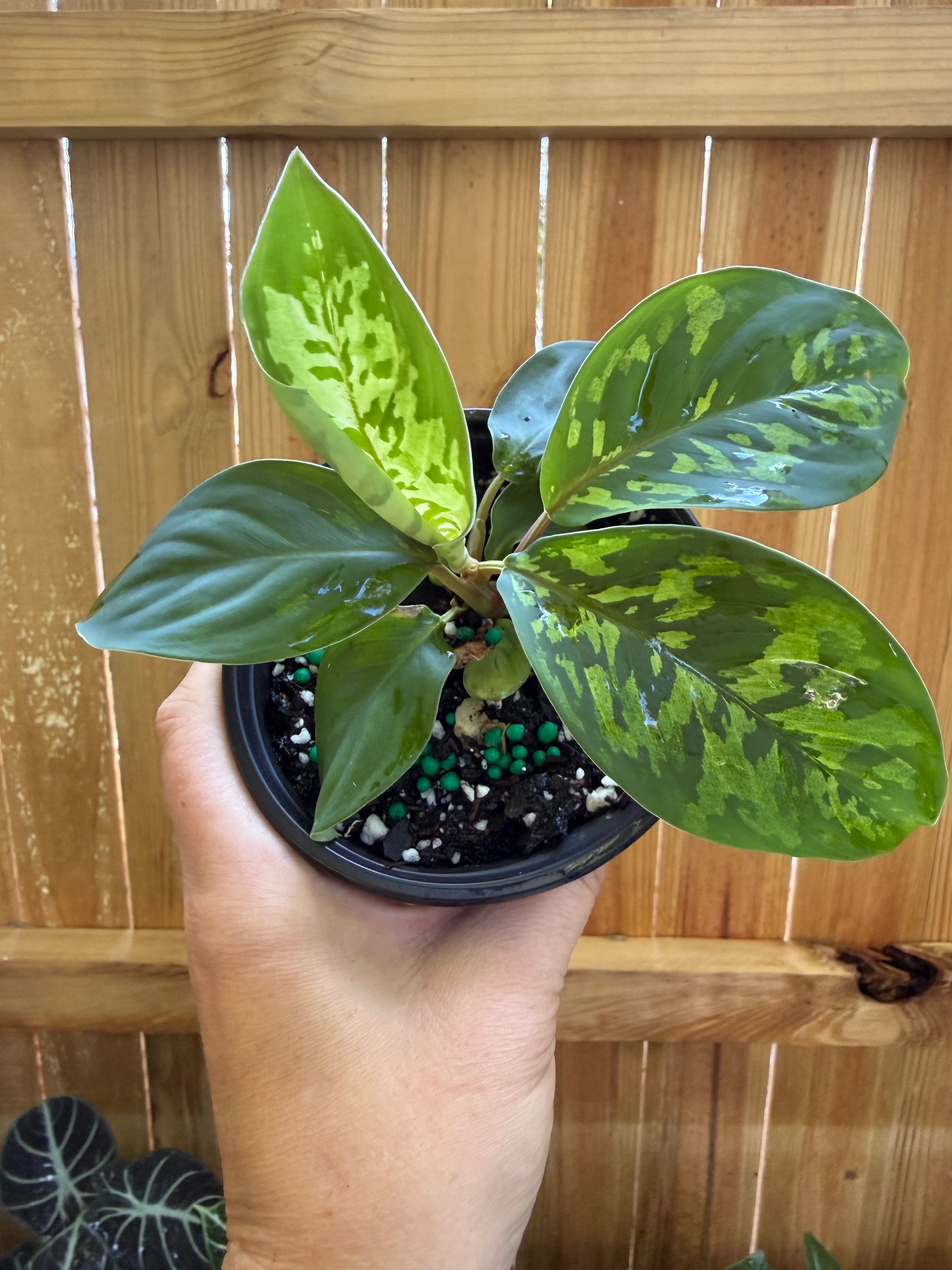 Homalomena ‘Camouflage’ | 4" Pot