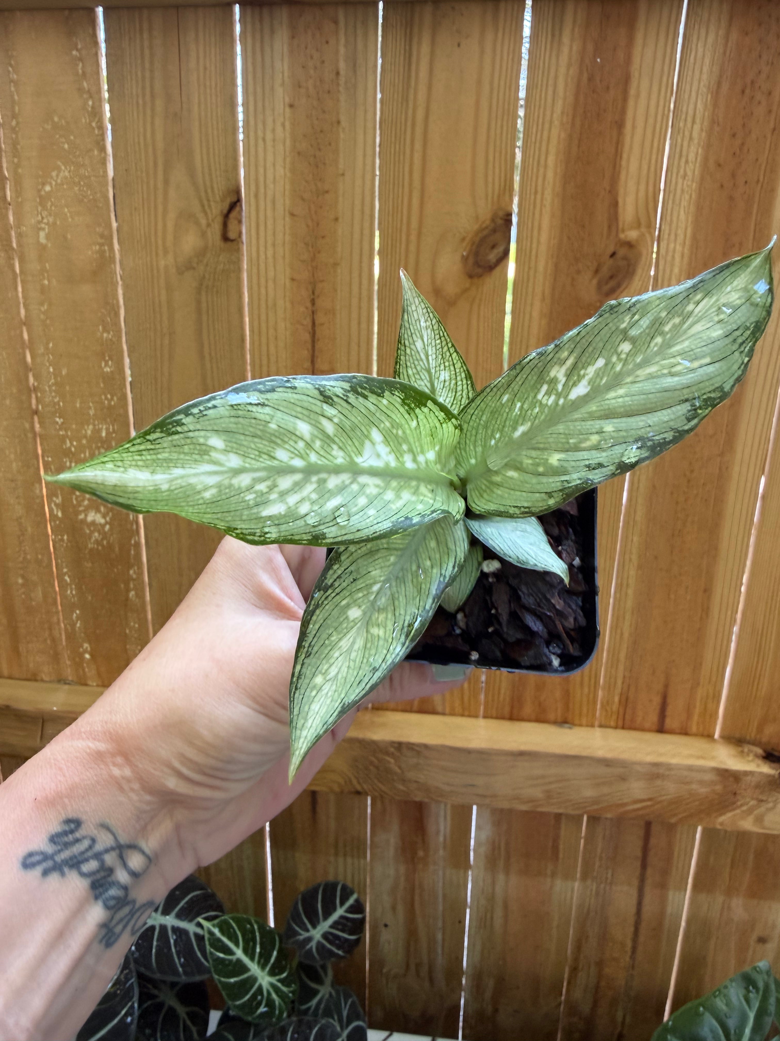 Dieffenbachia ‘Tiki’ (Dumb Cane) | 3" Pot
