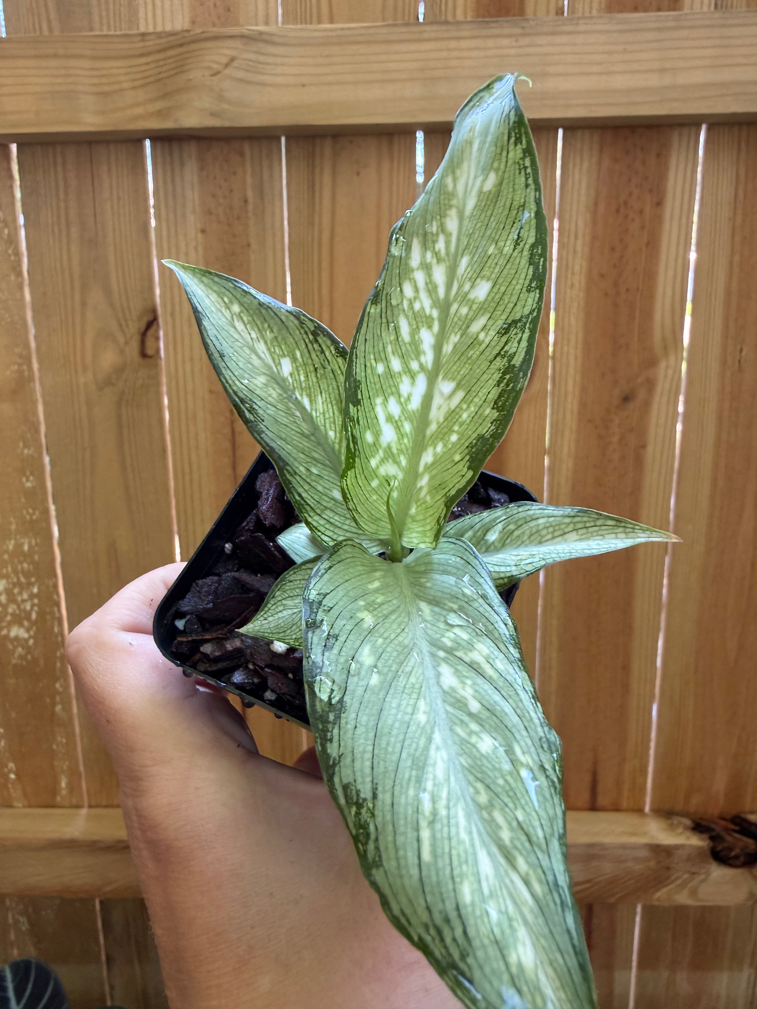 Dieffenbachia ‘Tiki’ (Dumb Cane) | 3" Pot