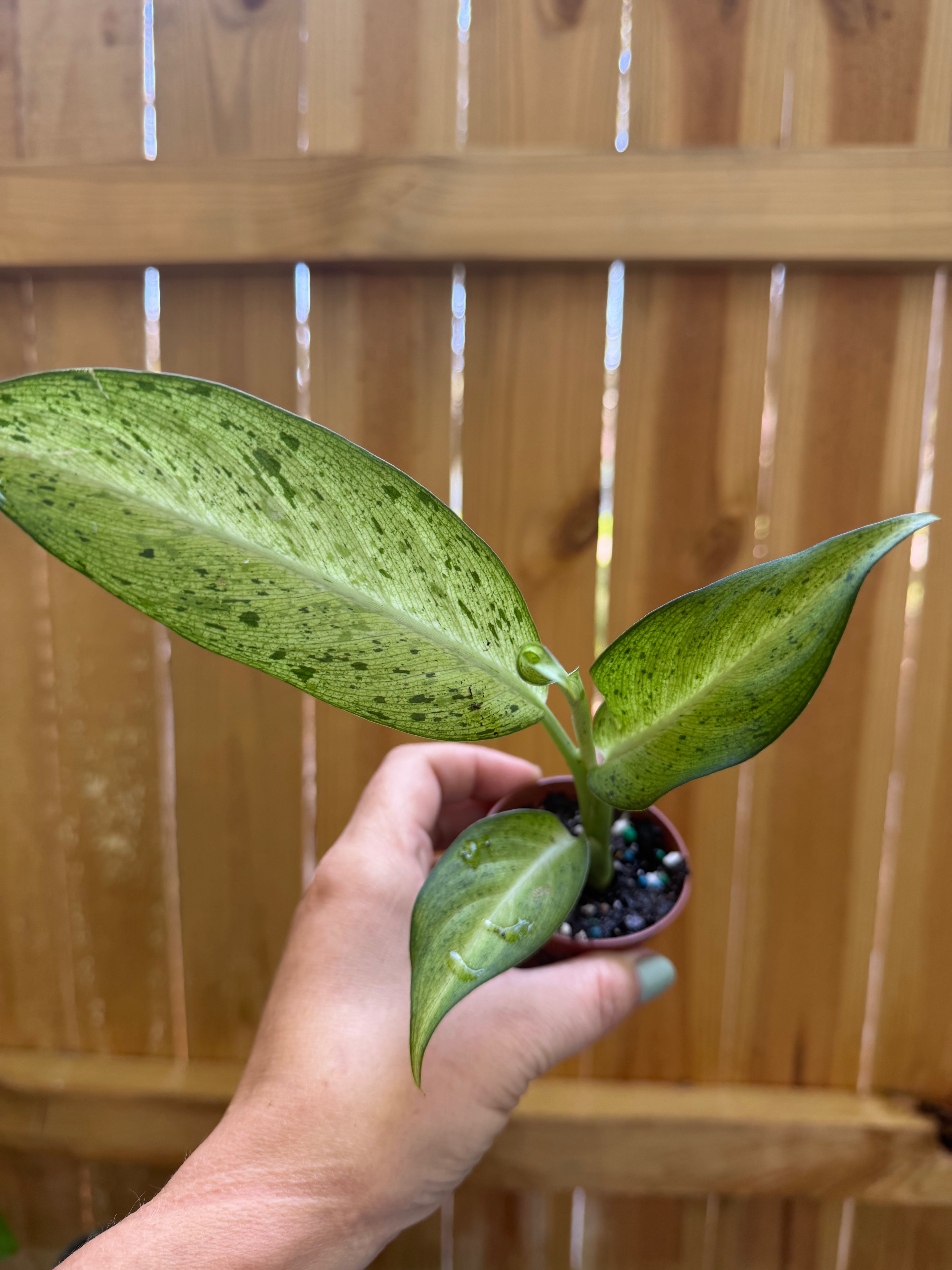 Dieffenbachia ‘Camouflage’ | 2" Pot
