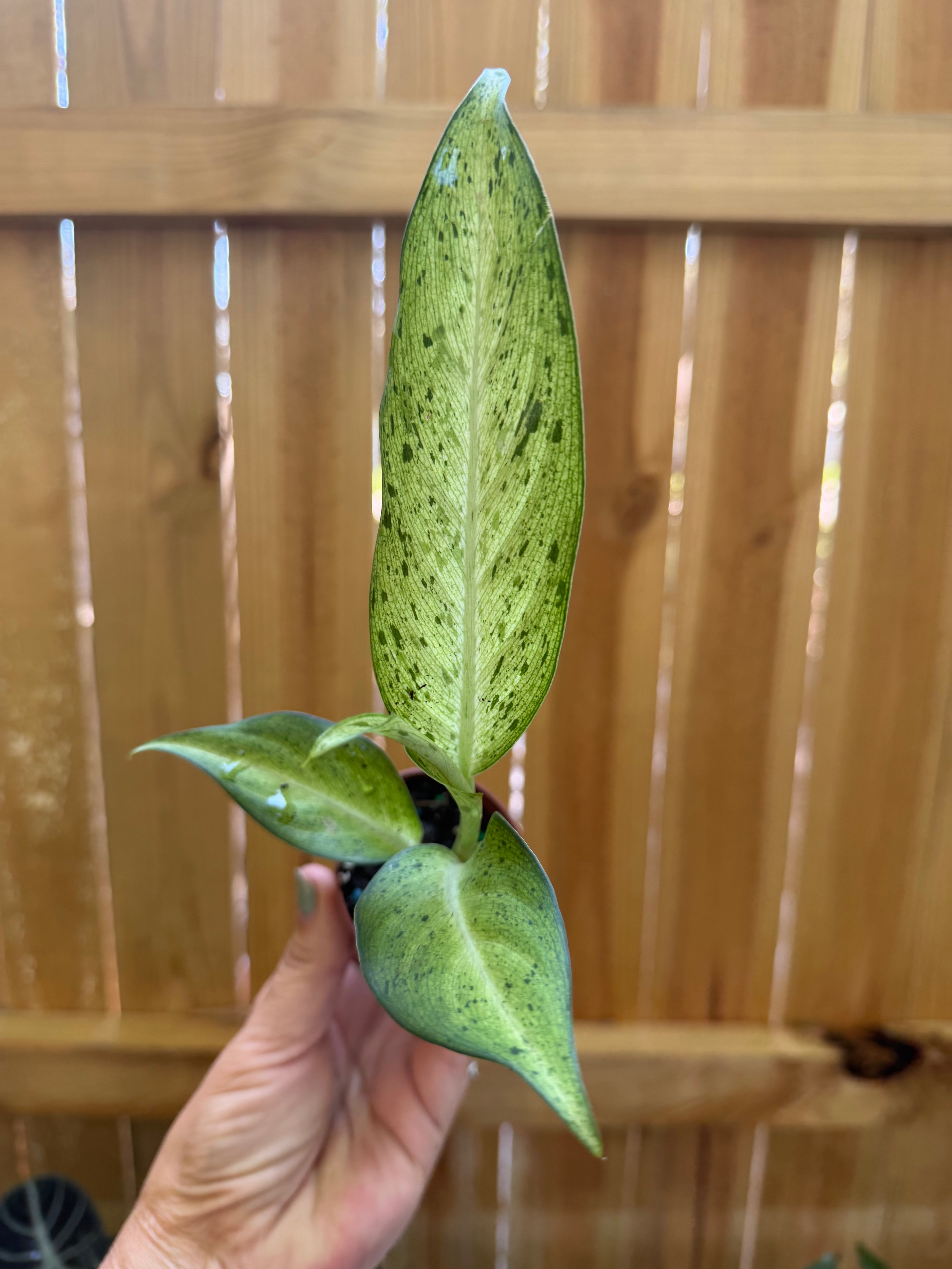 Dieffenbachia ‘Camouflage’ | 2" Pot