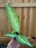 Dieffenbachia ‘Camouflage’ | 2" Pot