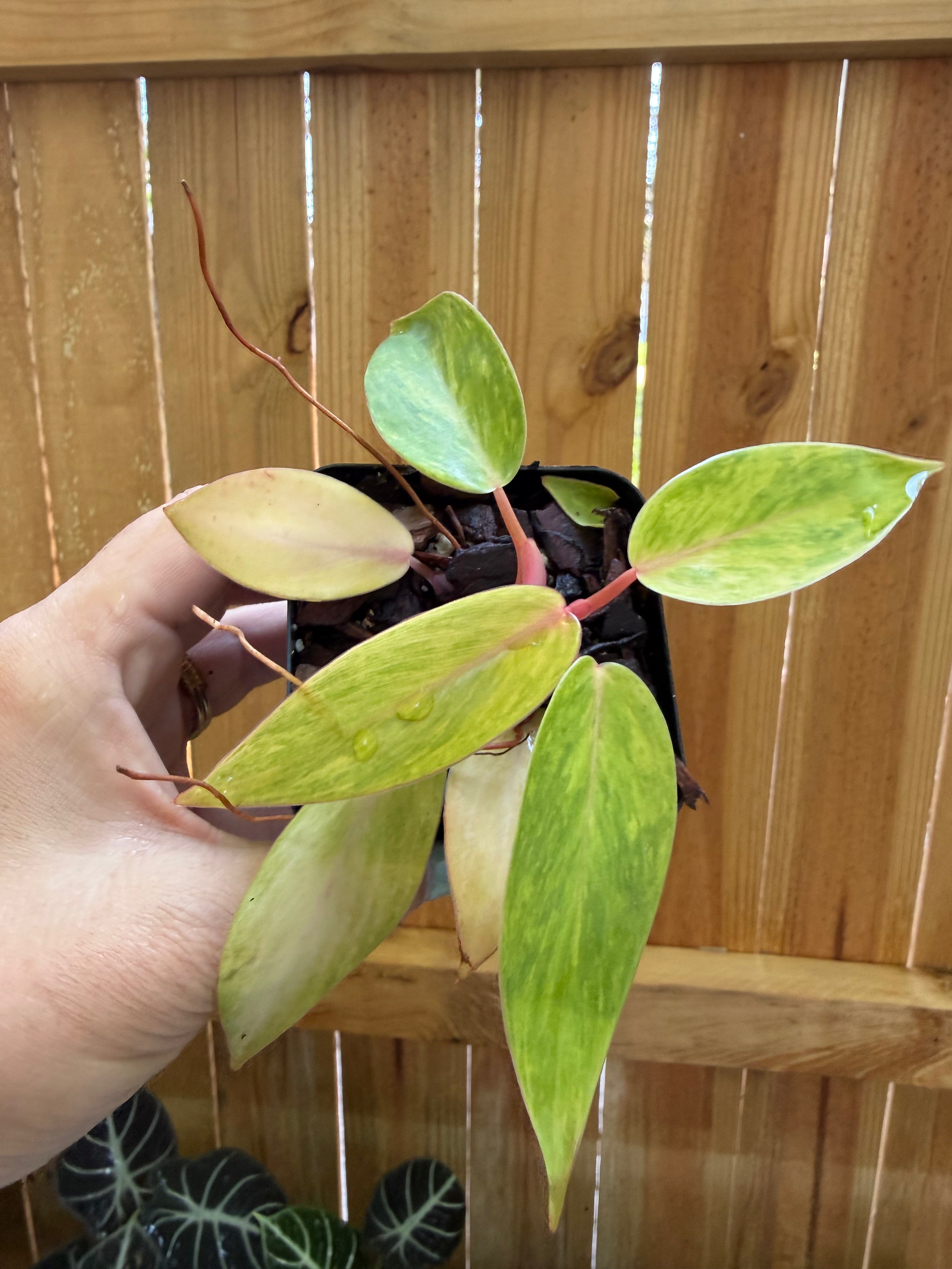 Philodendron ‘Painted Lady’ | 3" Pot