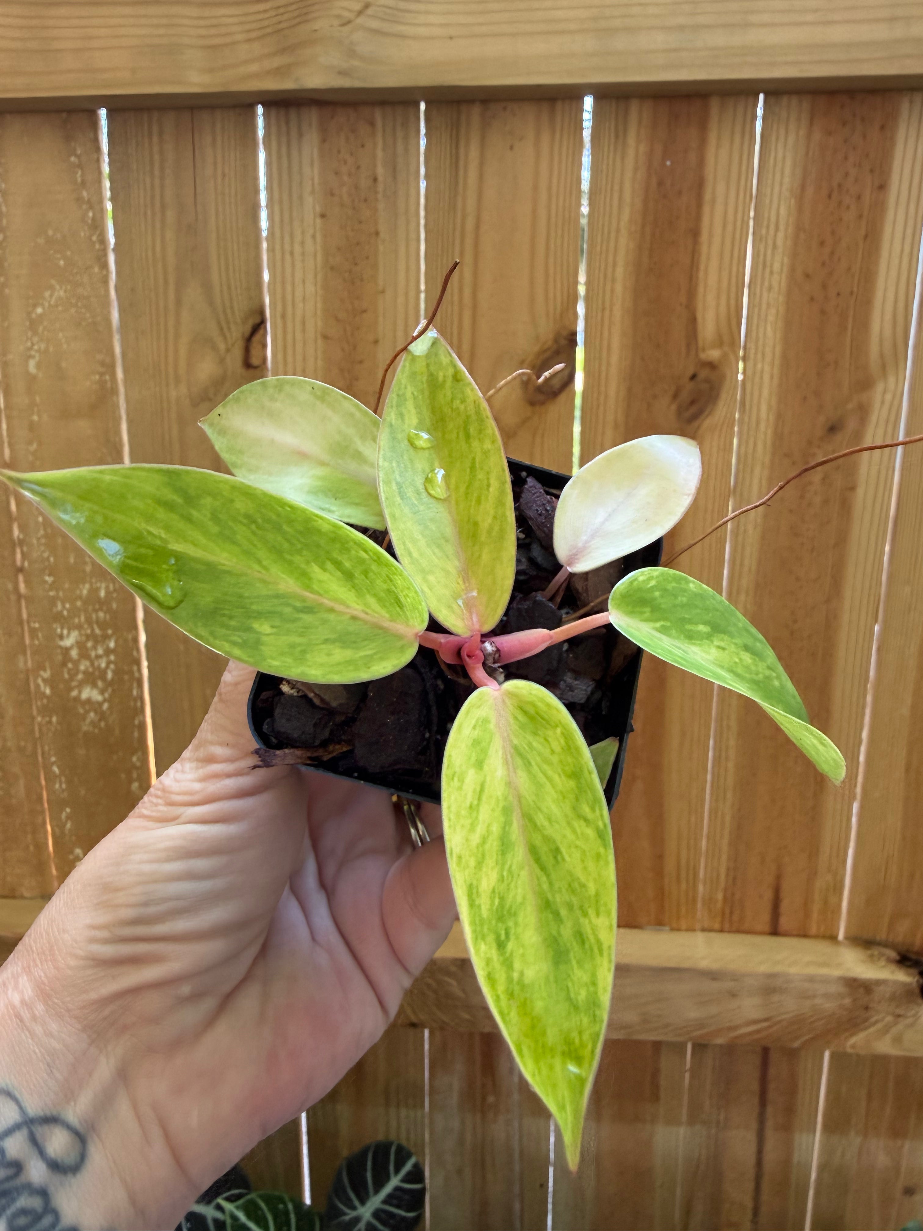Philodendron ‘Painted Lady’ | 3" Pot