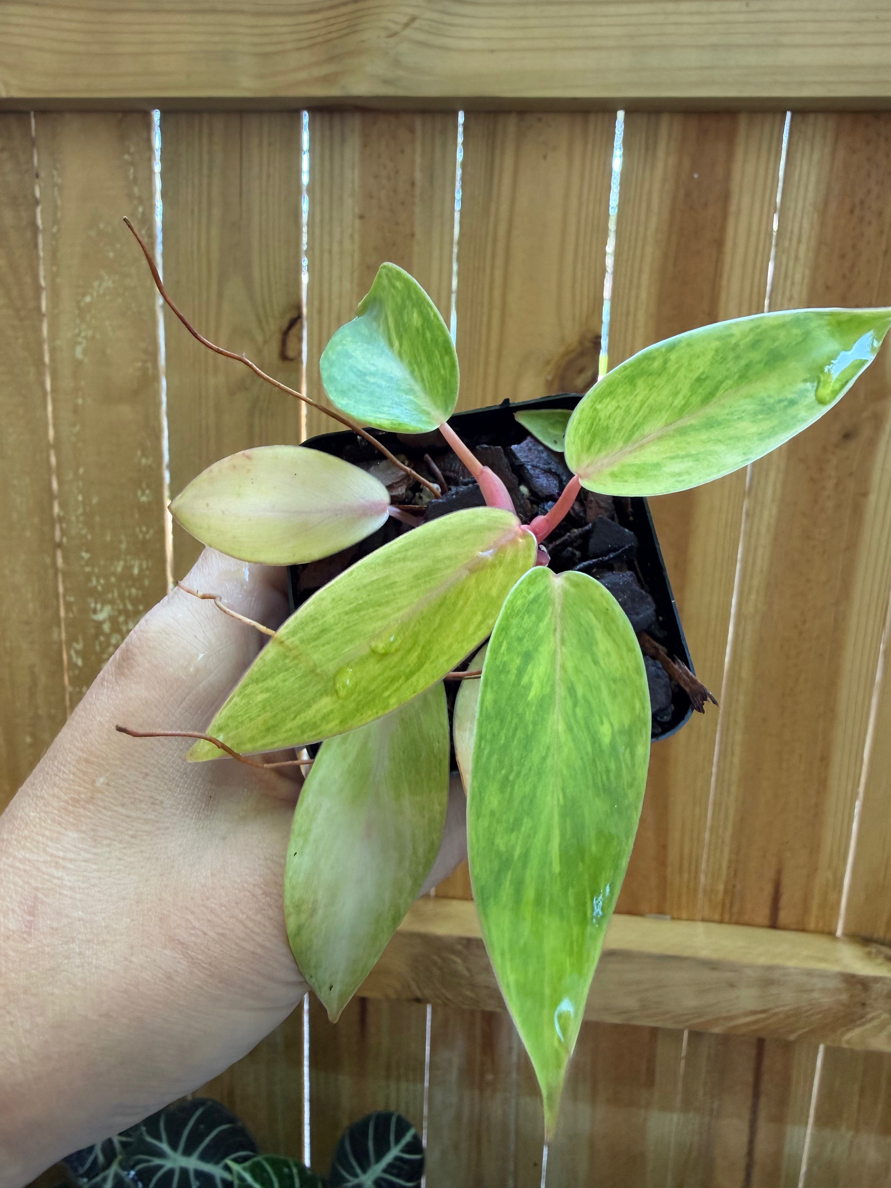 Philodendron ‘Painted Lady’ | 3" Pot