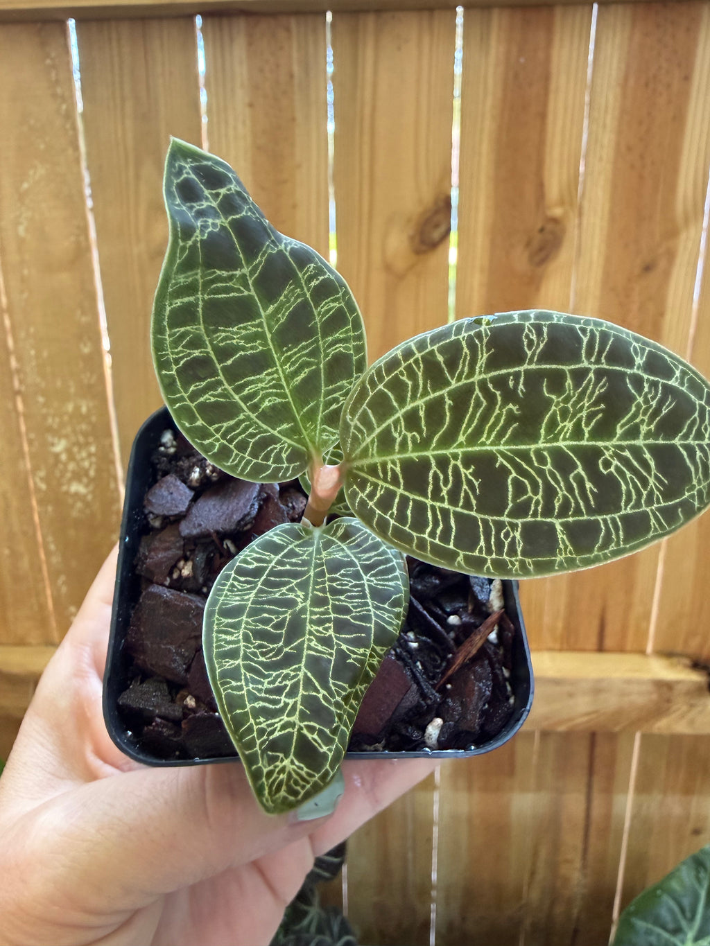 Lightning Jewel Orchid | 3" Pot
