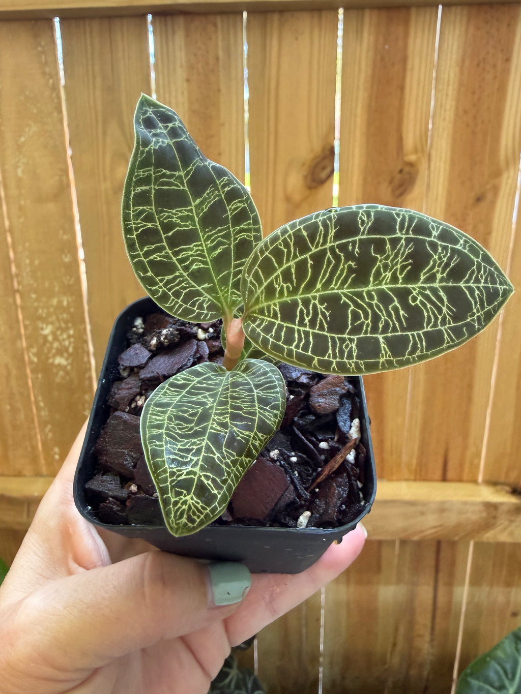 Lightning Jewel Orchid | 3" Pot