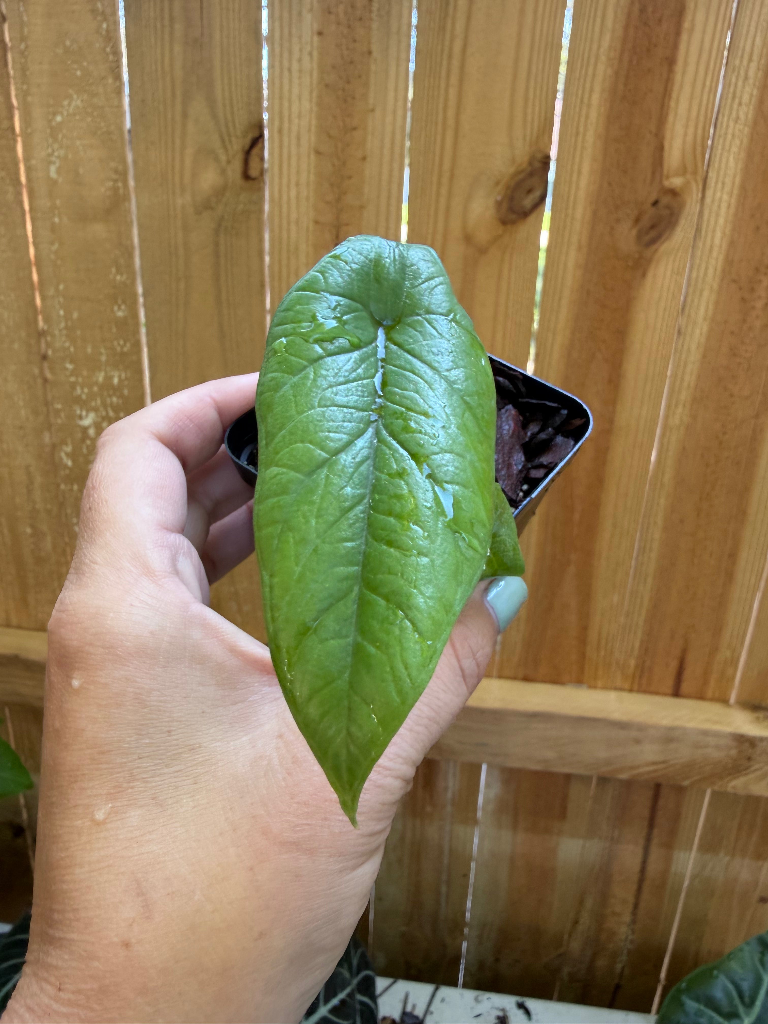 Alocasia scalprum | 3" Pot