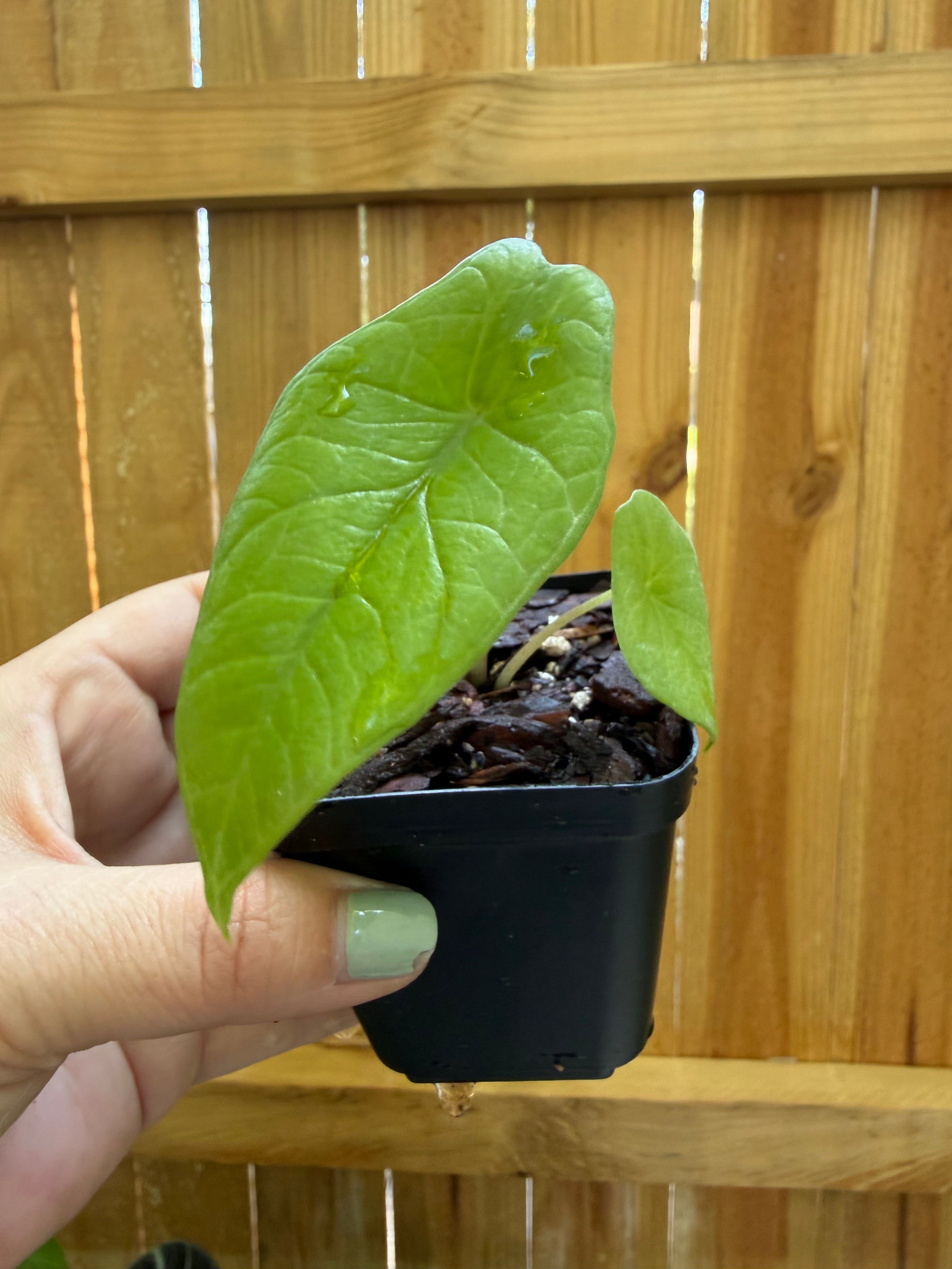 Alocasia scalprum | 3" Pot