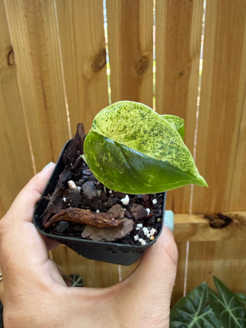 Alocasia ‘Dragon Scale Mint’ | 3" Pot