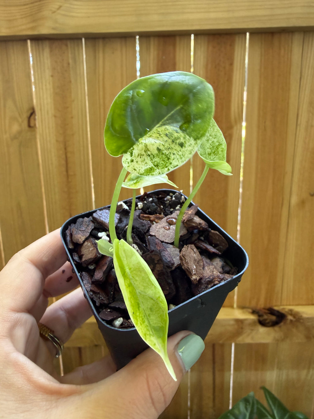 Alocasia ‘Dragon Scale Mint’ | 3" Pot