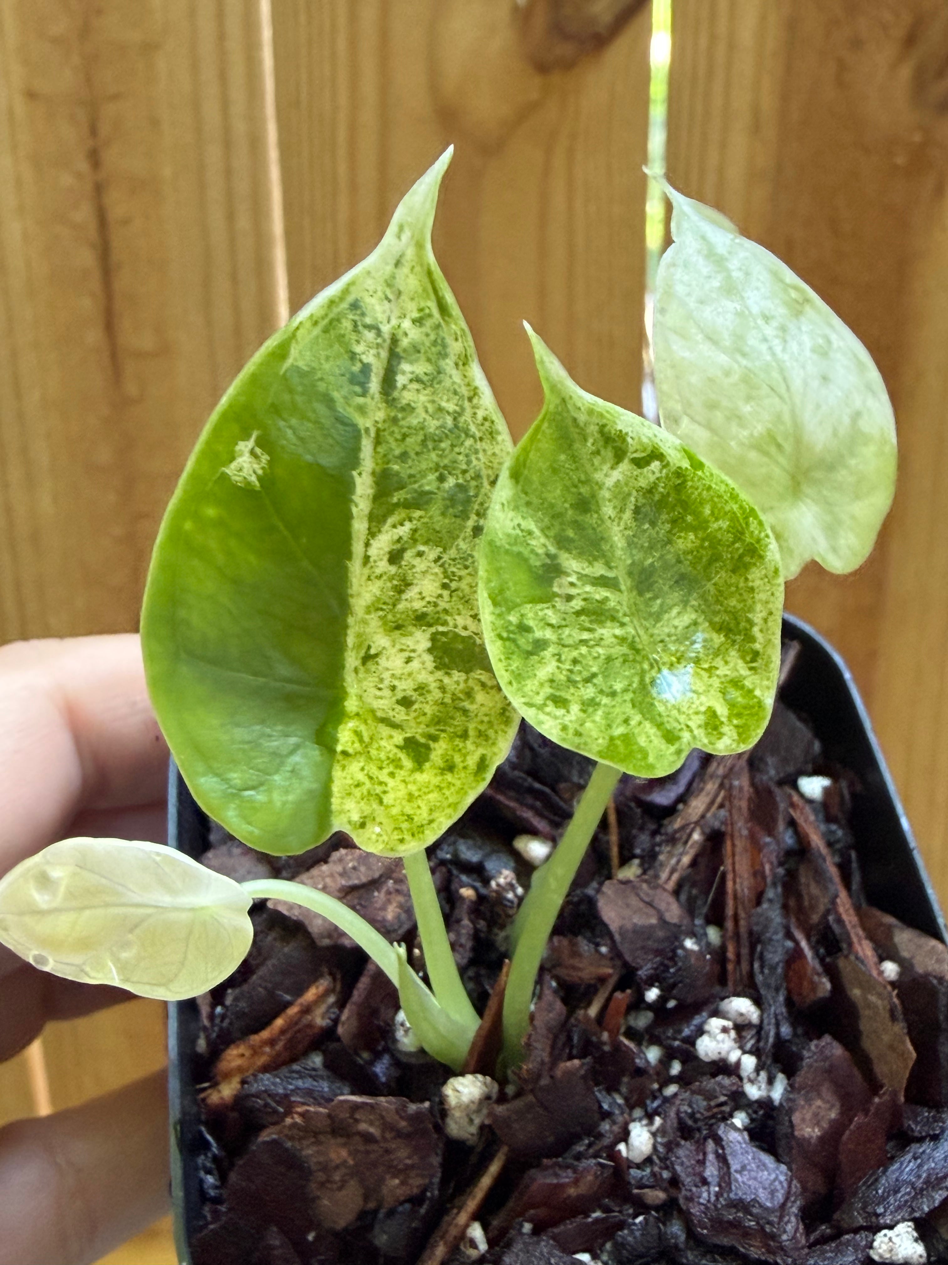 Alocasia ‘Dragon Scale Mint’ | 3" Pot