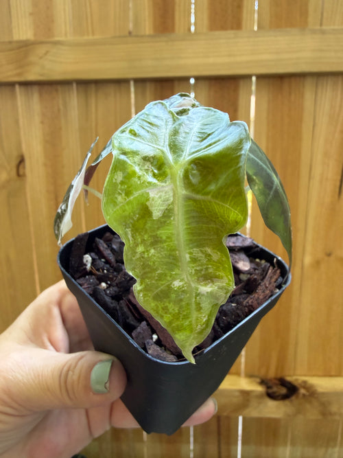 Alocasia 'Polly Snowflake' | 3" Pot