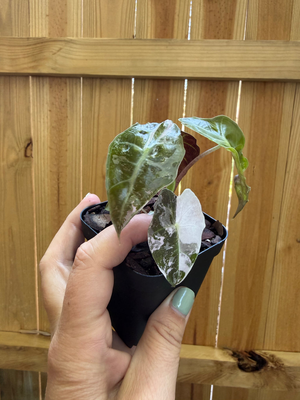 Alocasia 'Polly Snowflake' | 3" Pot
