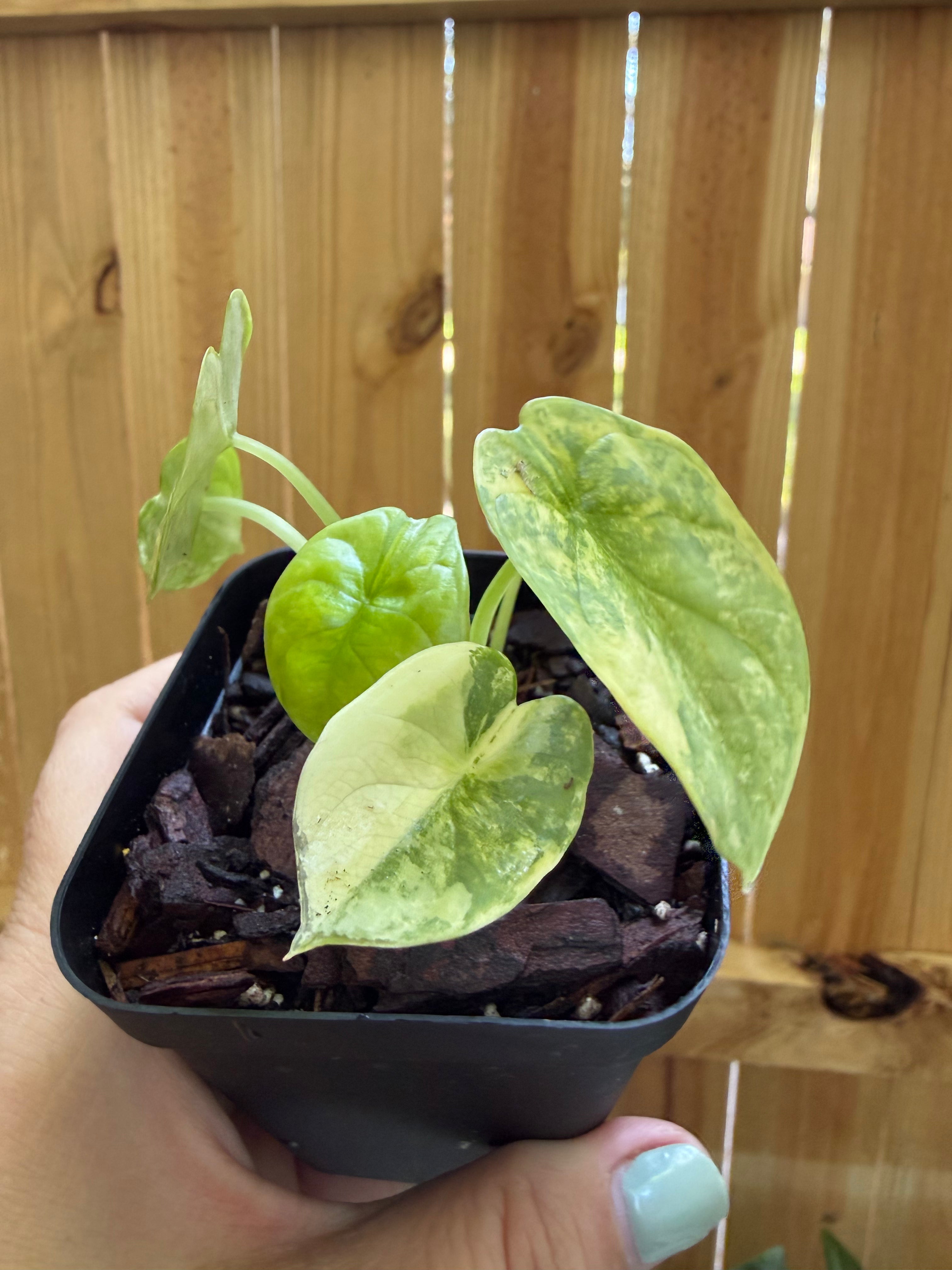 Alocasia ‘Silver Dragon Aurea’ Variegated | 3" Pot