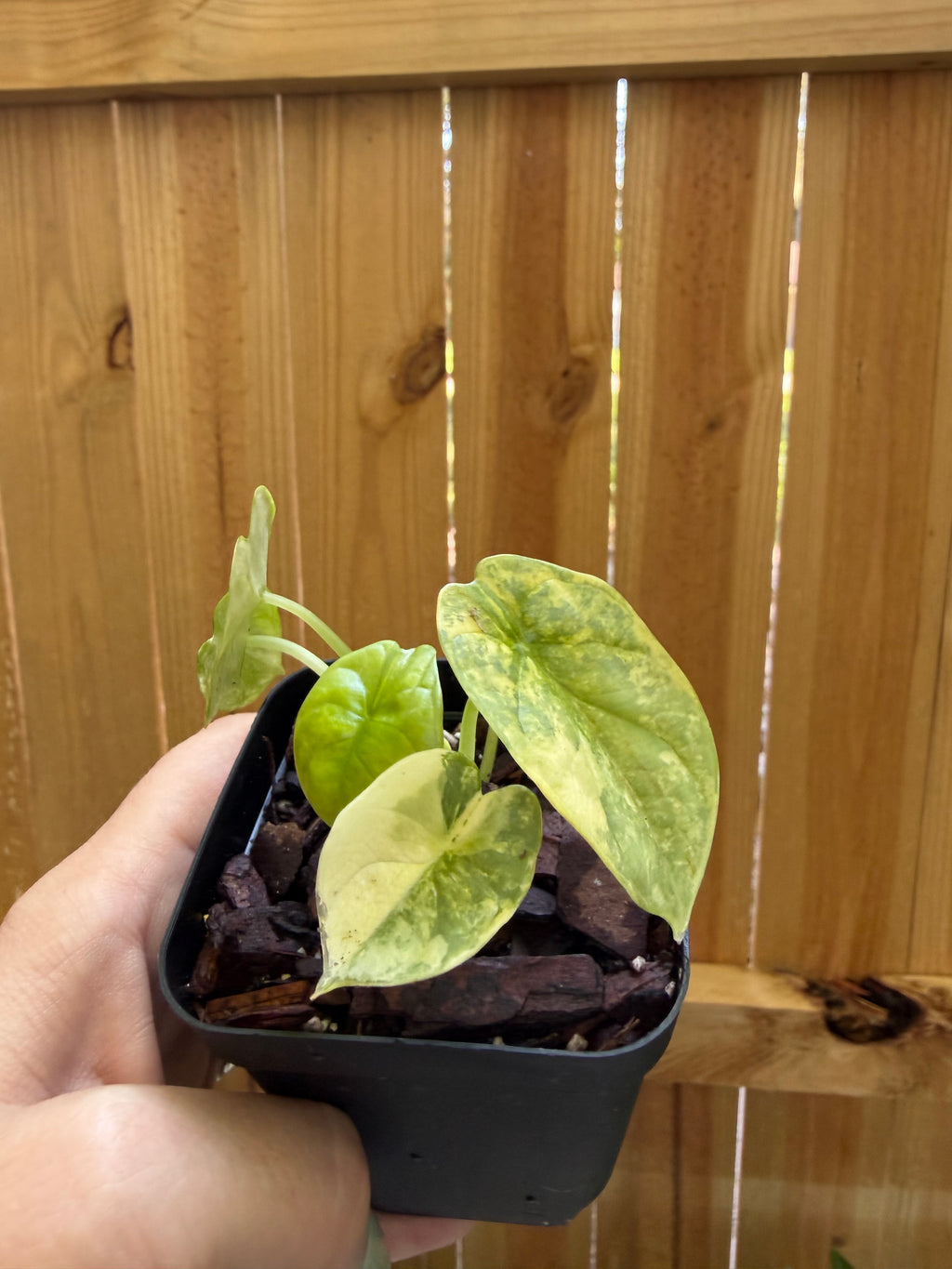 Alocasia ‘Silver Dragon Aurea’ Variegated | 3" Pot