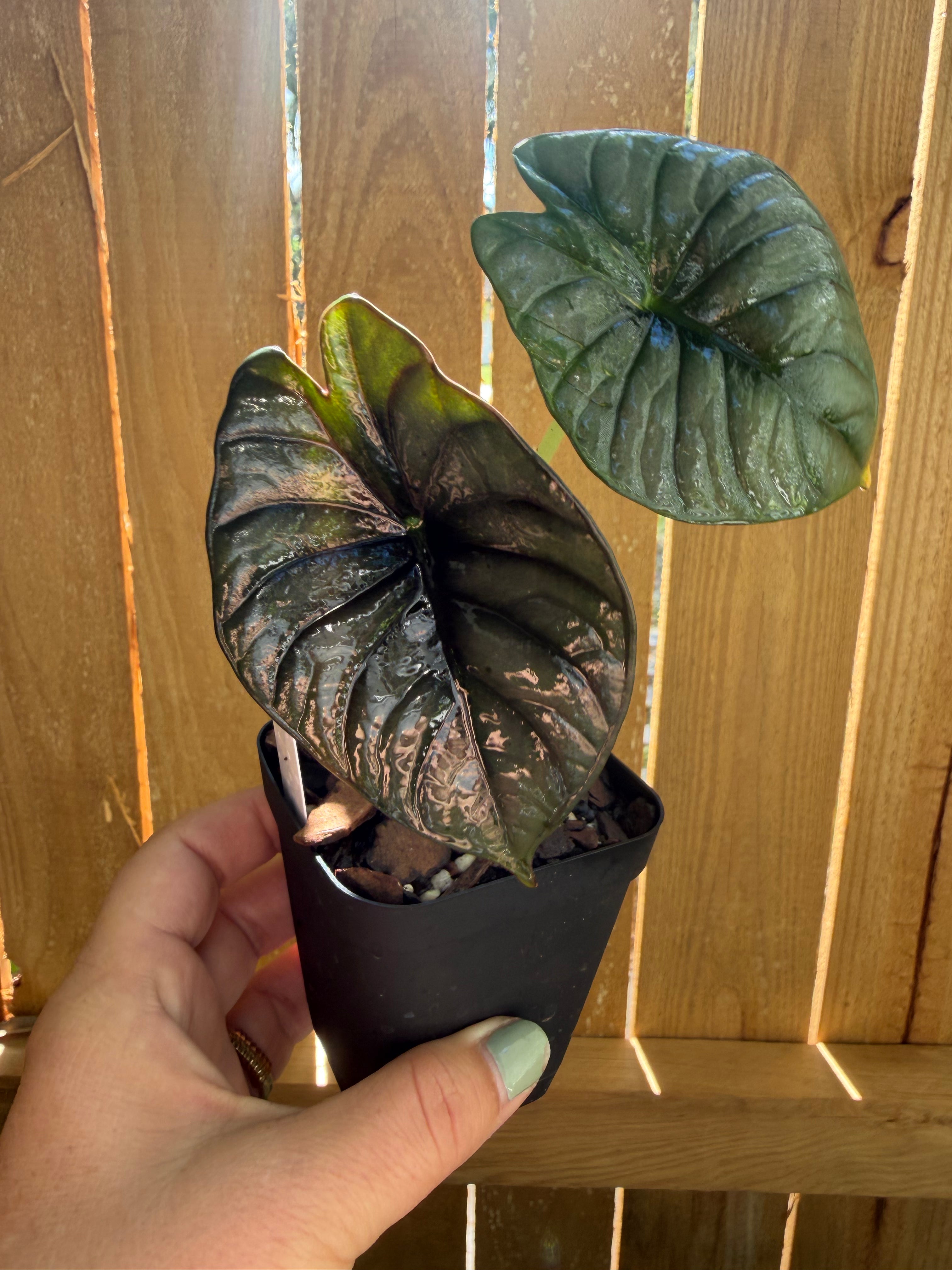 Alocasia nebula ‘Imperialis’ | 3" Pot