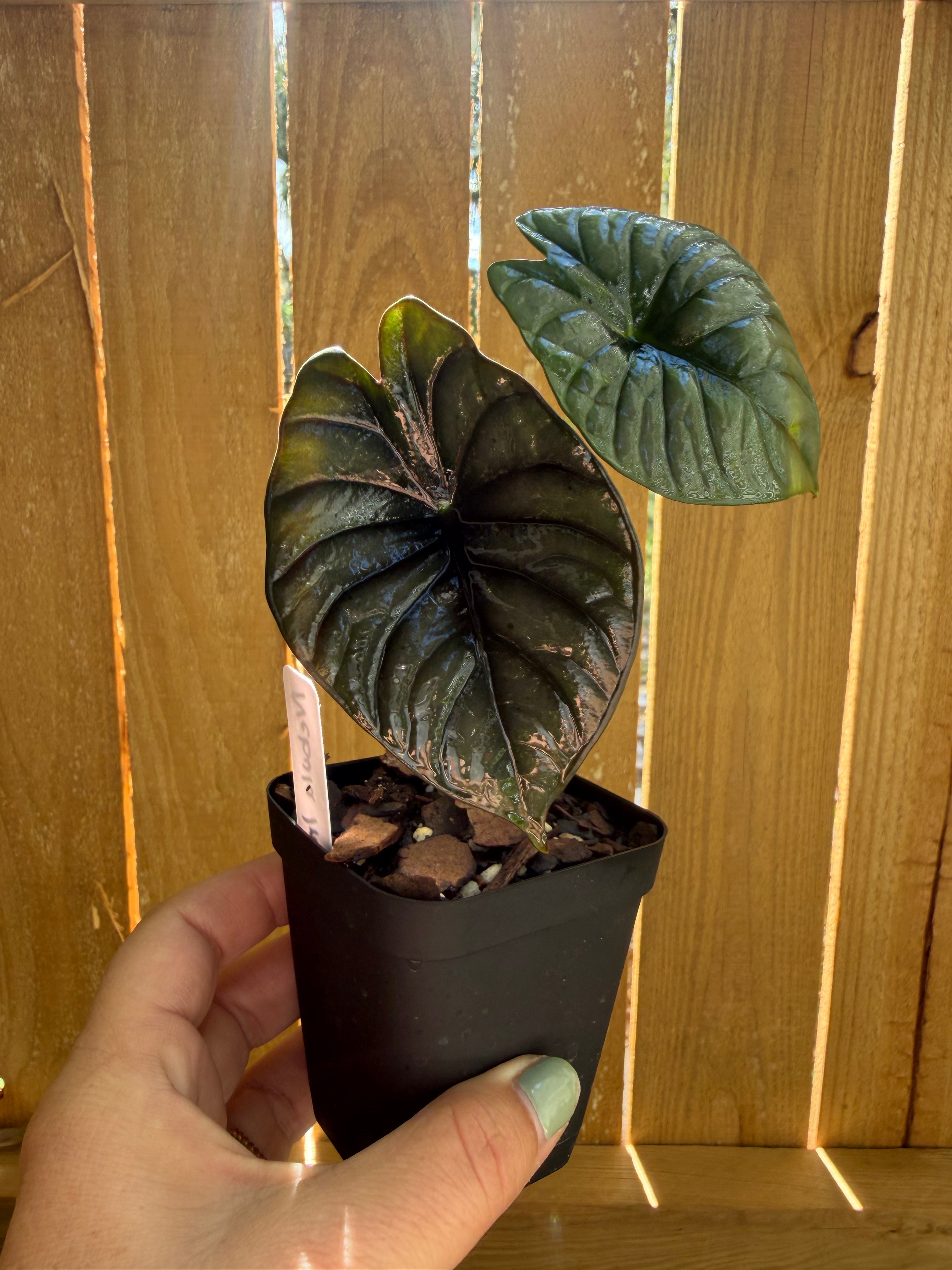 Alocasia nebula ‘Imperialis’ | 3" Pot