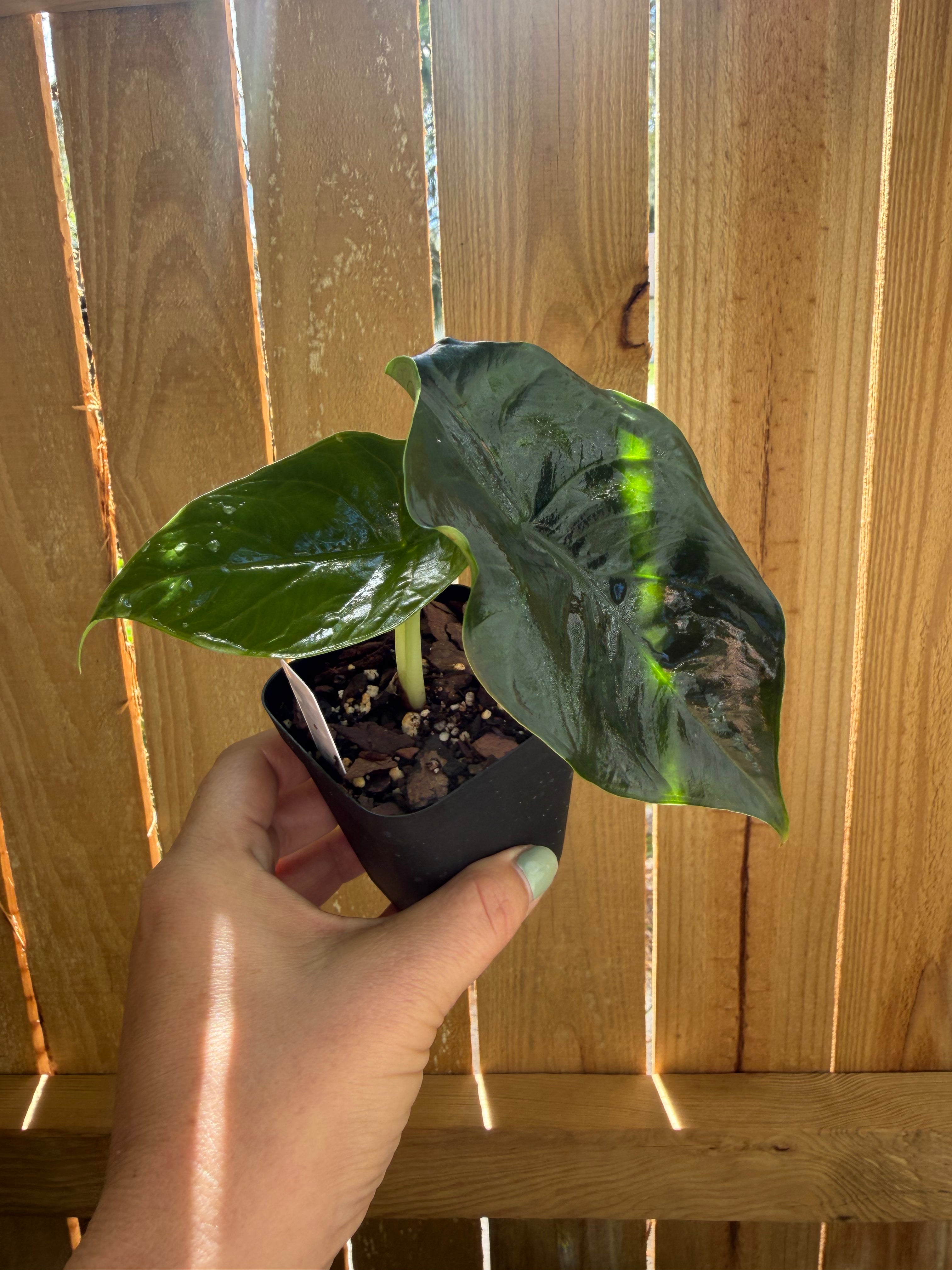 Alocasia ‘Green Unicorn’ | 3" Pot