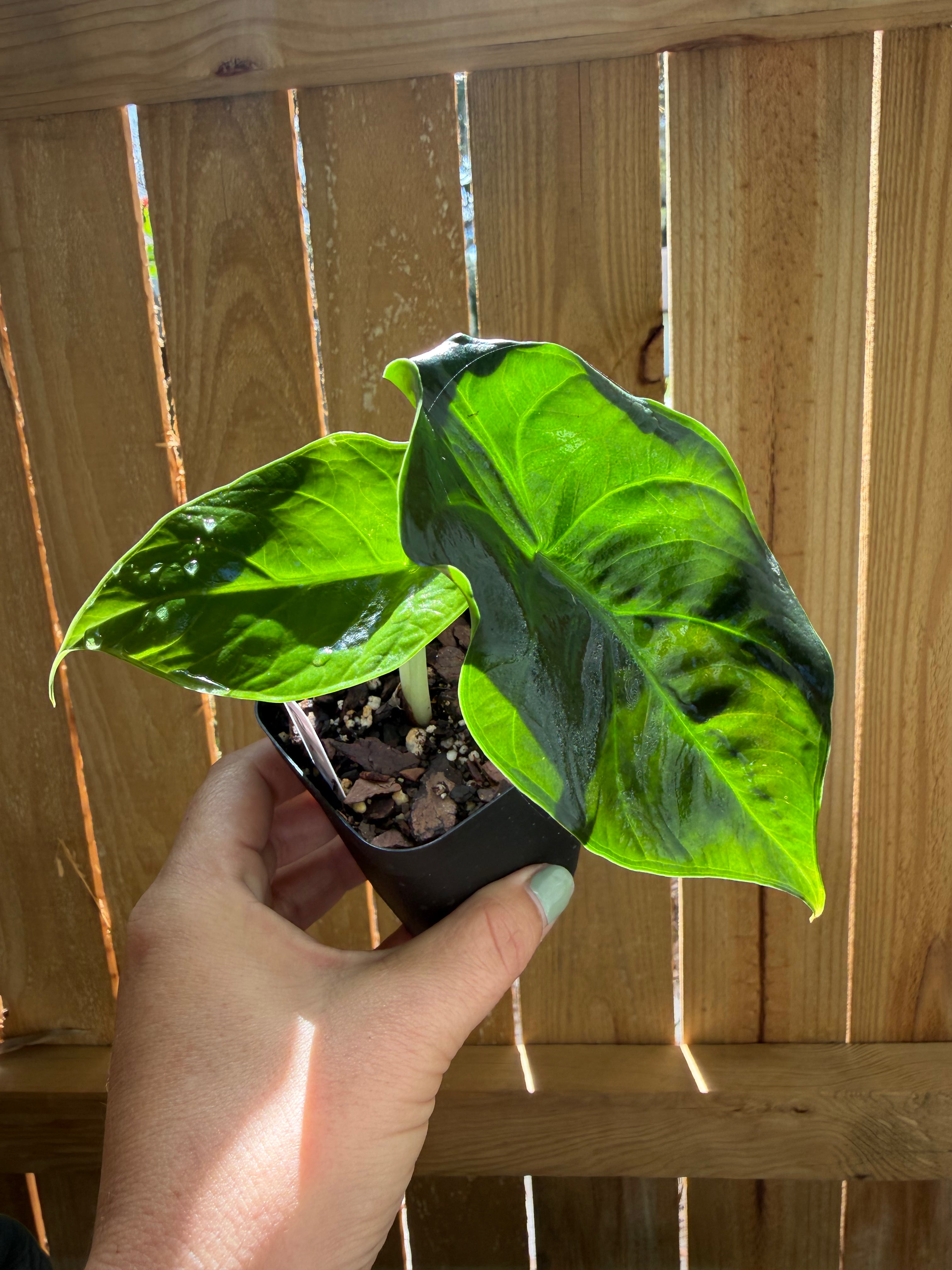 Alocasia ‘Green Unicorn’ | 3" Pot