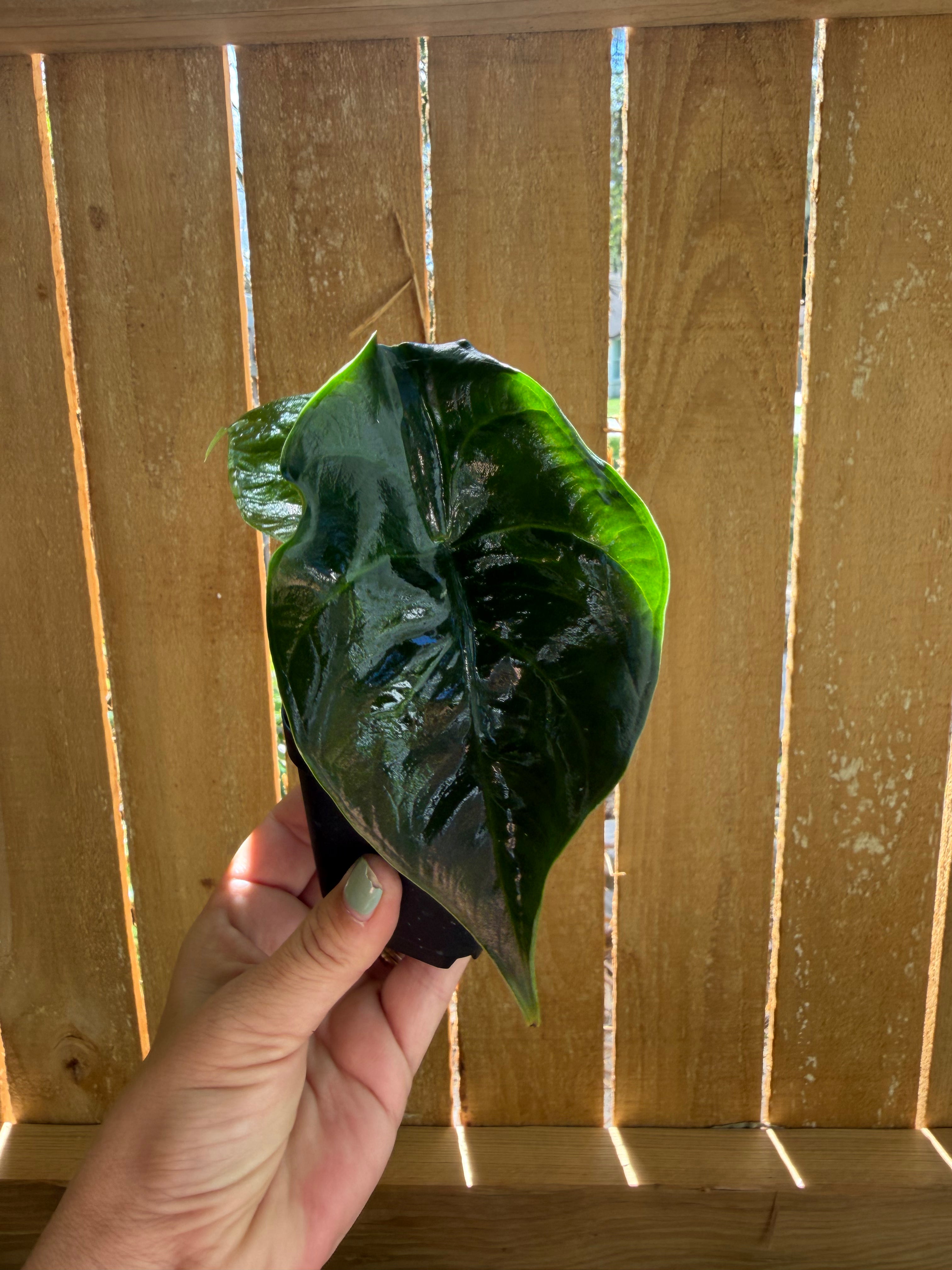 Alocasia ‘Green Unicorn’ | 3" Pot