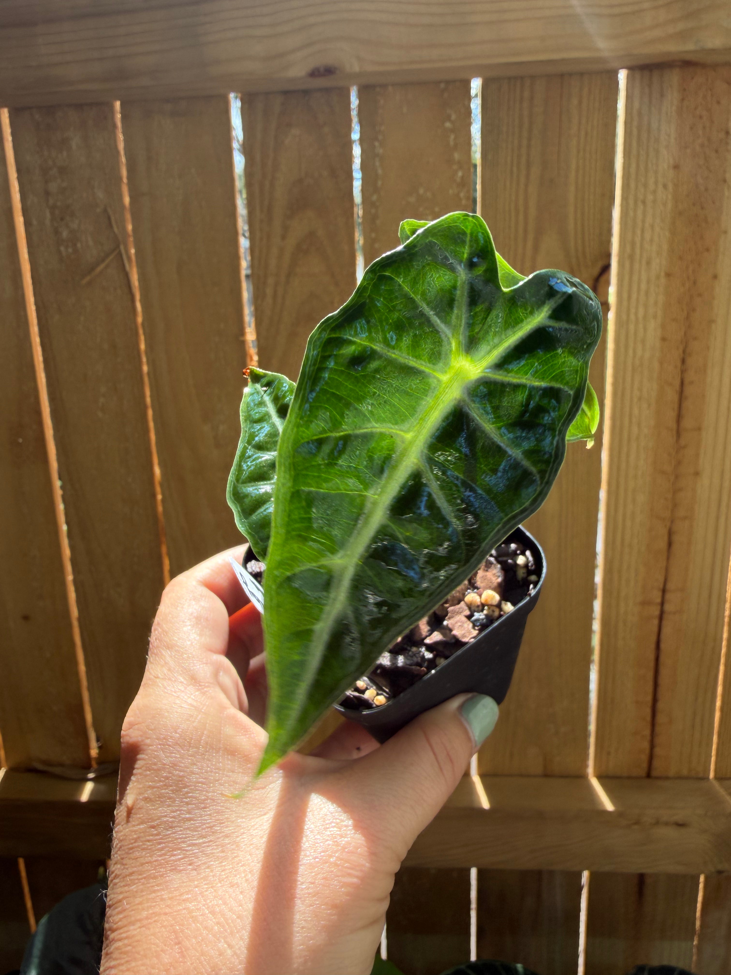 Alocasia ‘Mandalay’ | 3" Pot