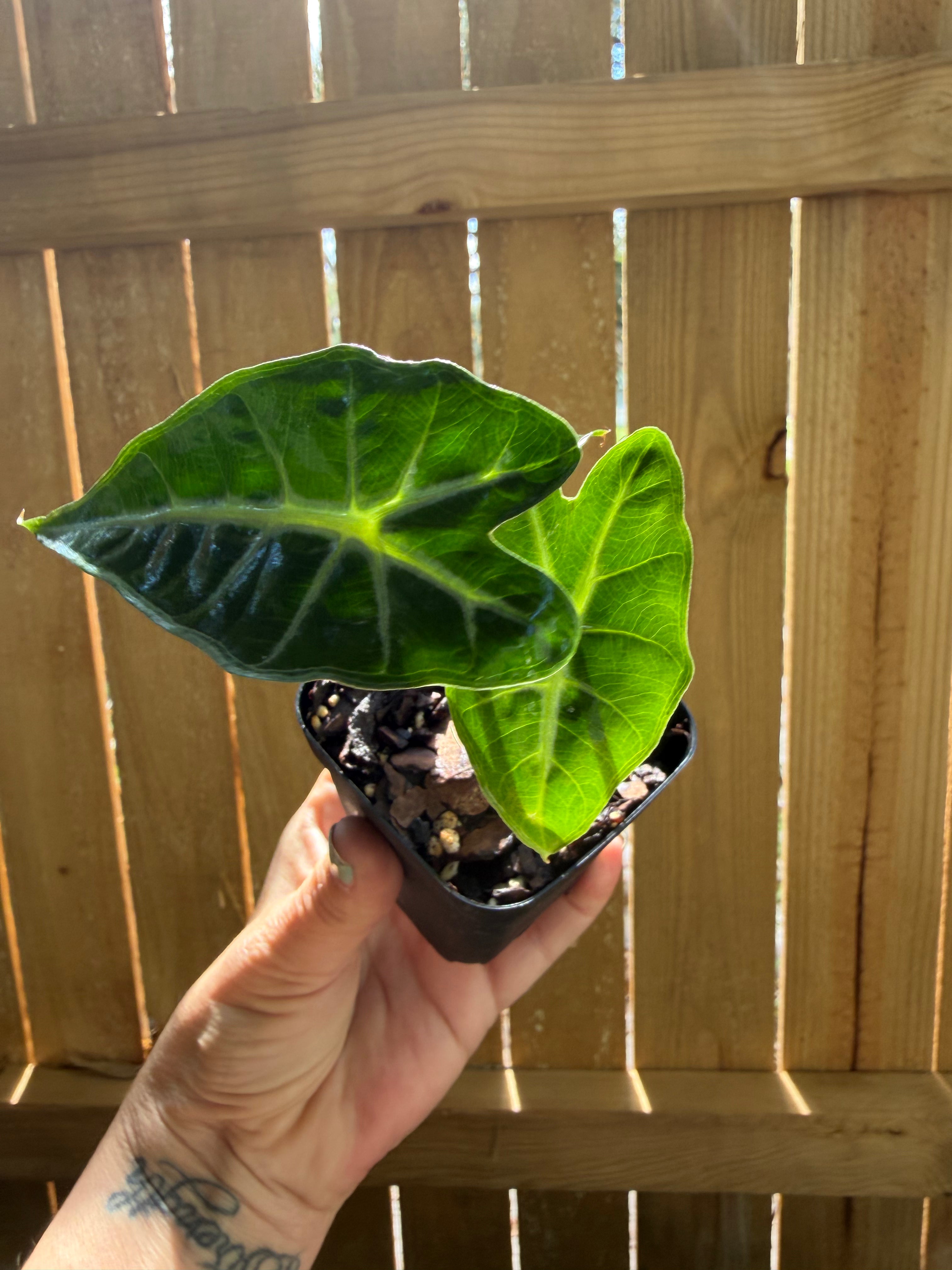 Alocasia ‘Mandalay’ | 3" Pot